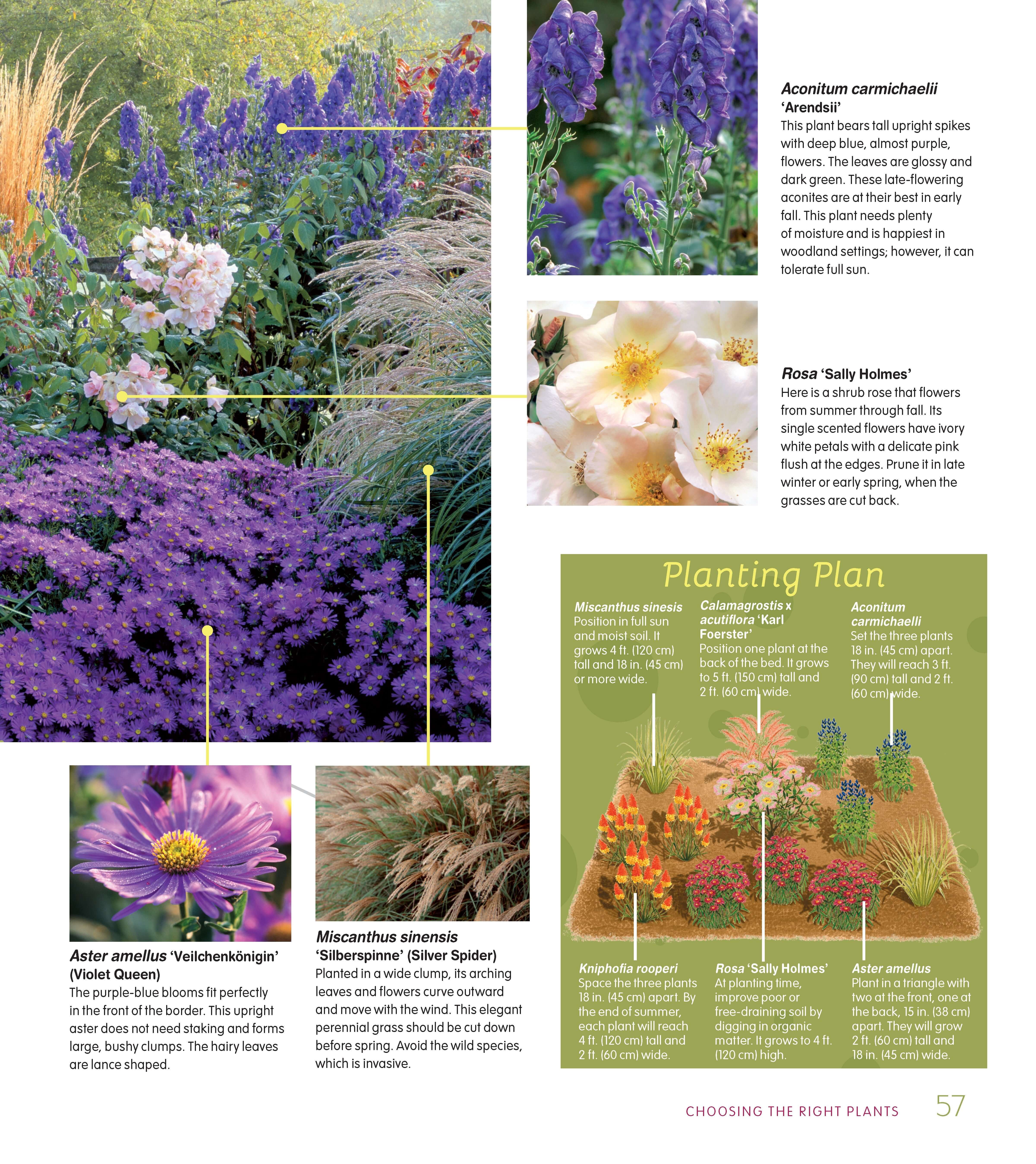Essential Perennials for Every Garden - Image 6