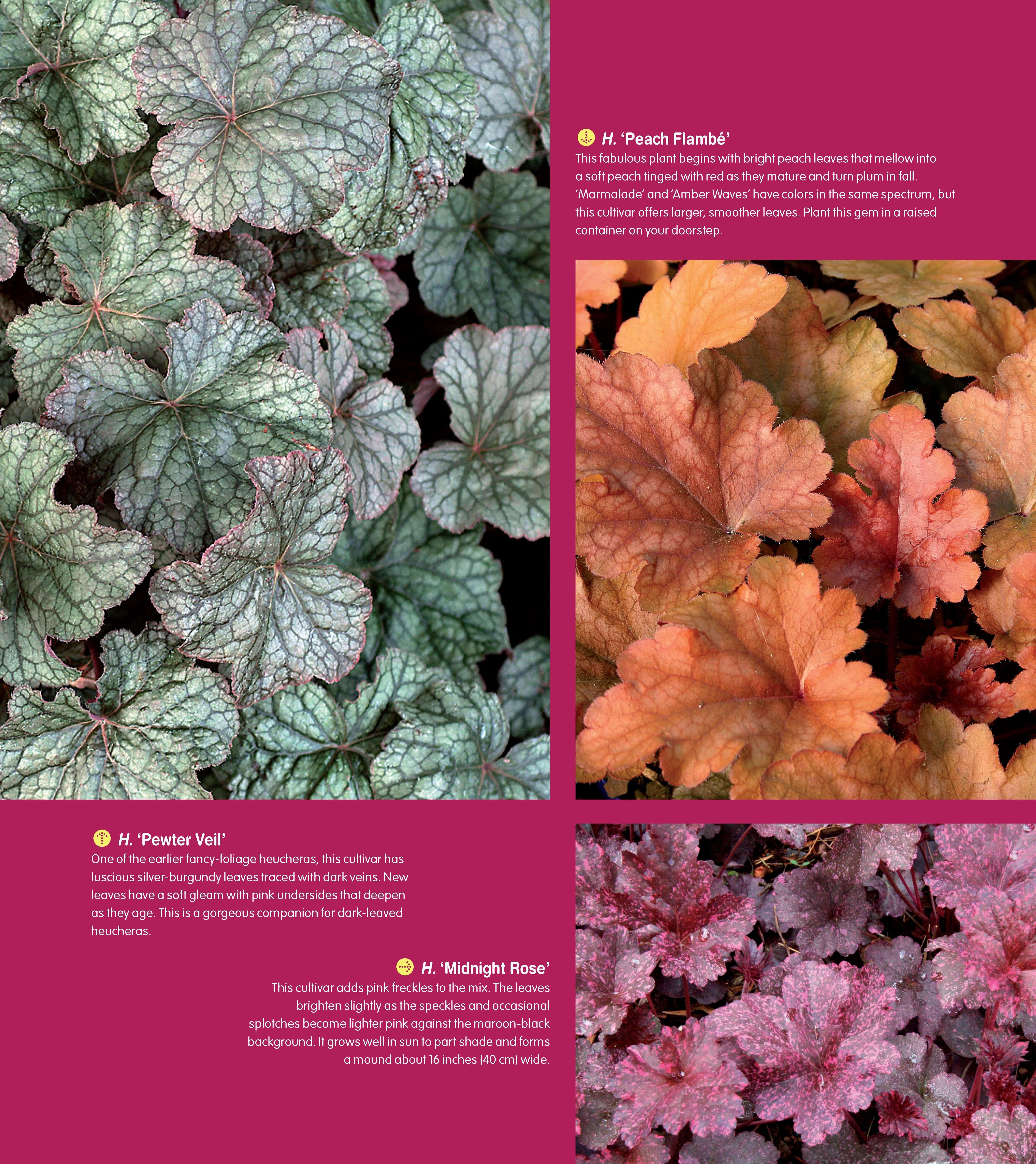 Essential Perennials for Every Garden - Image 7
