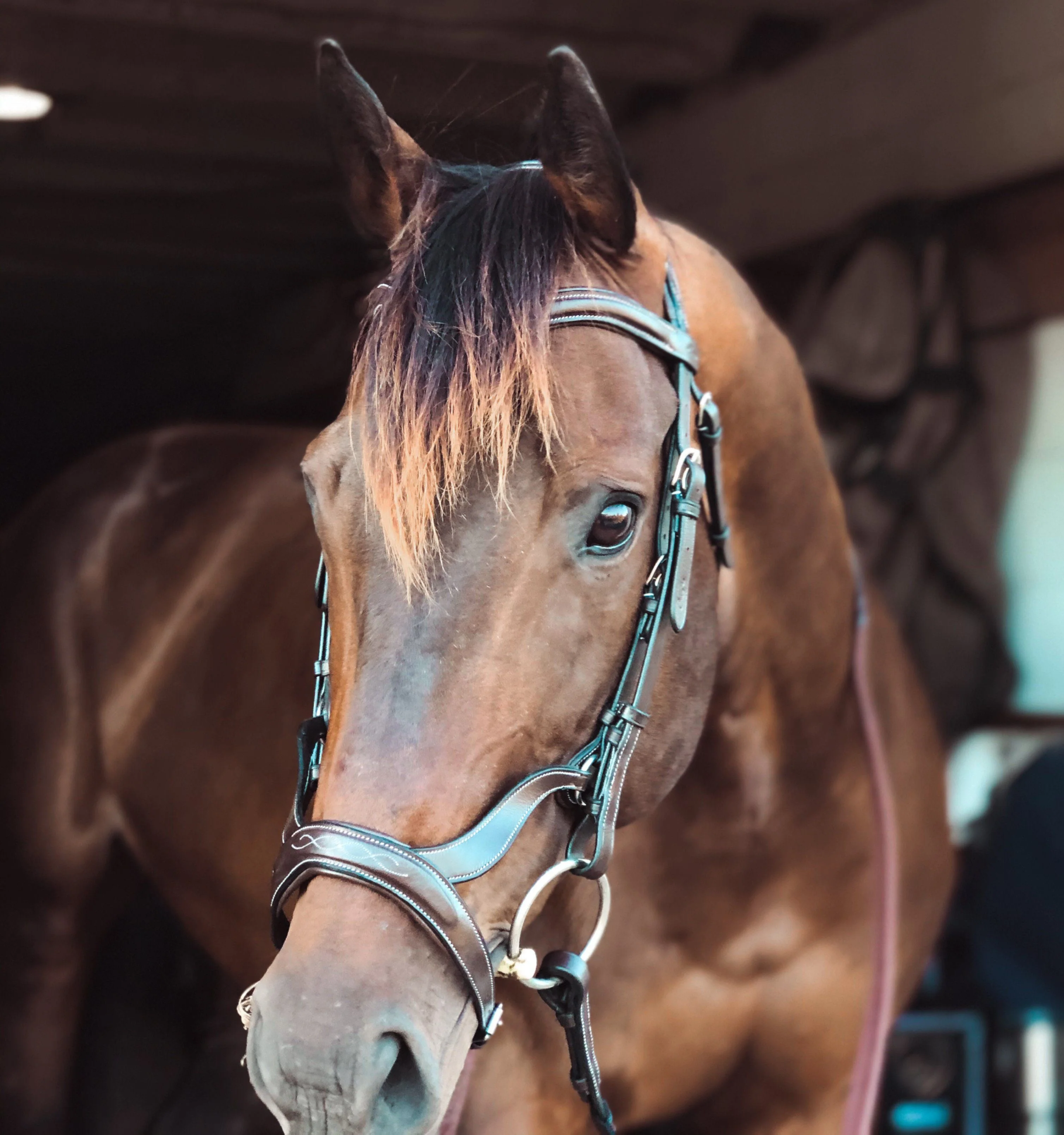 ExionPro Anatomical Combined Flash Bridle with Reins - Image 4