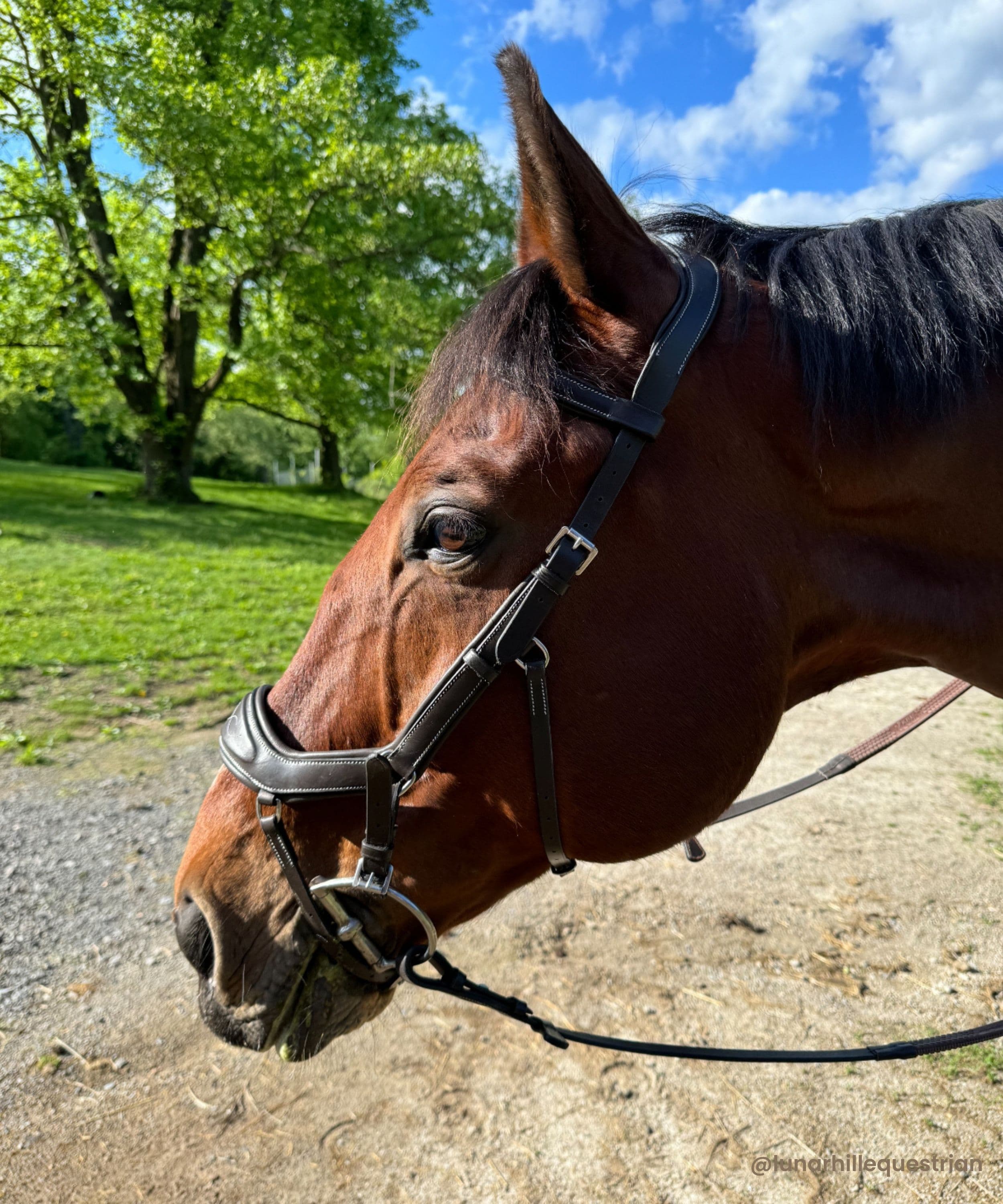 ExionPro Anti-Pressure Anatomic Jumping Raised Padded Fancy Wave Stitched Bridle - Image 7