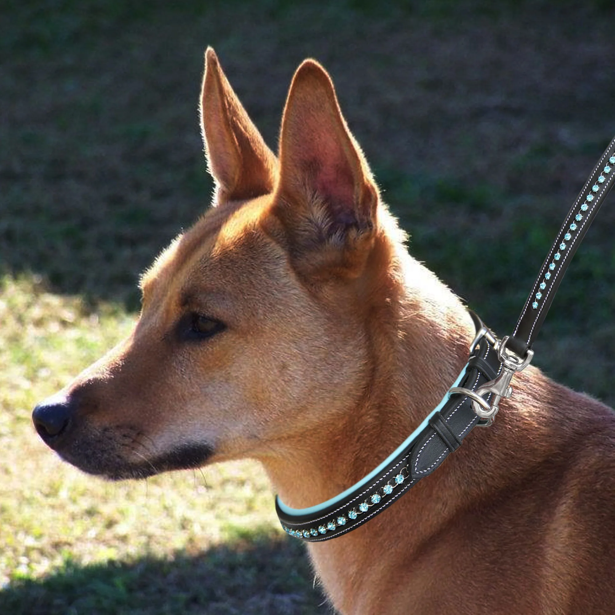 ExionPro Blue Bling Dog Leash - Image 3