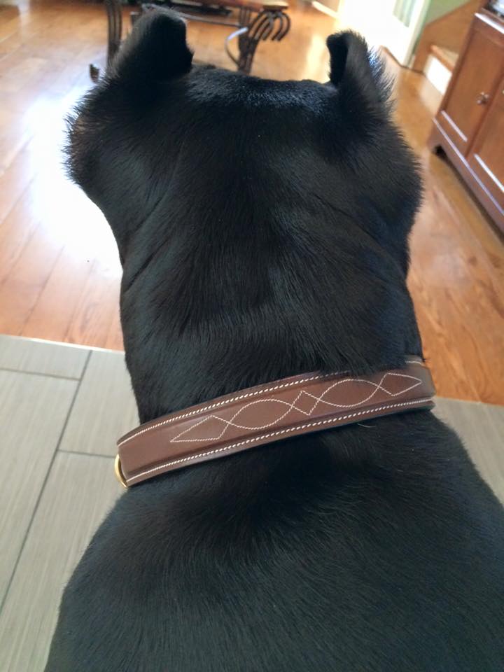 ExionPro Fancy Stitched Padded Leather Dog Collar - Brown Padding - Image 3