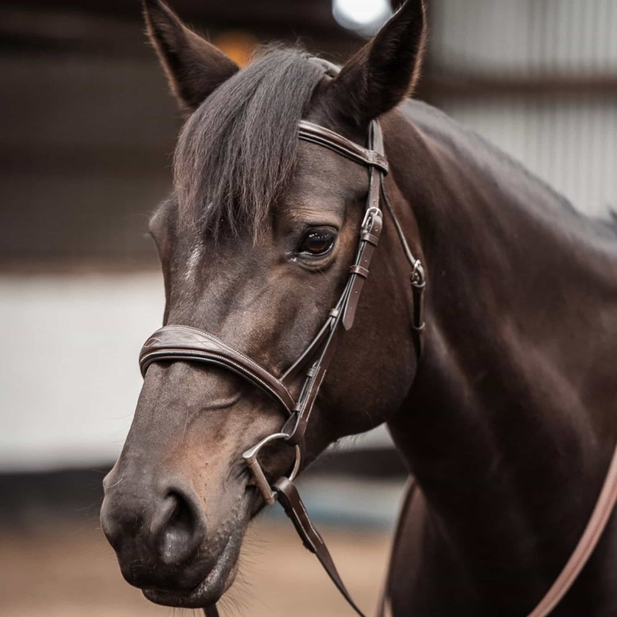ExionPro Fancy Stitched Raised Anatomical Bridle with Reins without Flash - Image 9