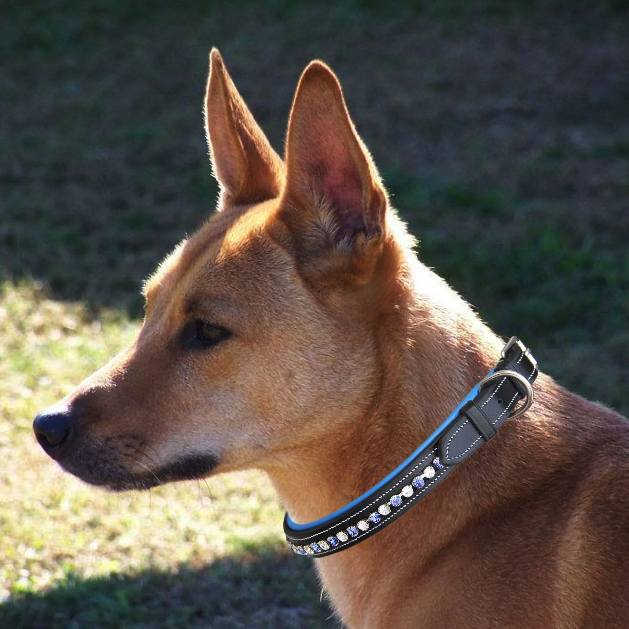 ExionPro White & Blue Bling Dog Collar - Image 6