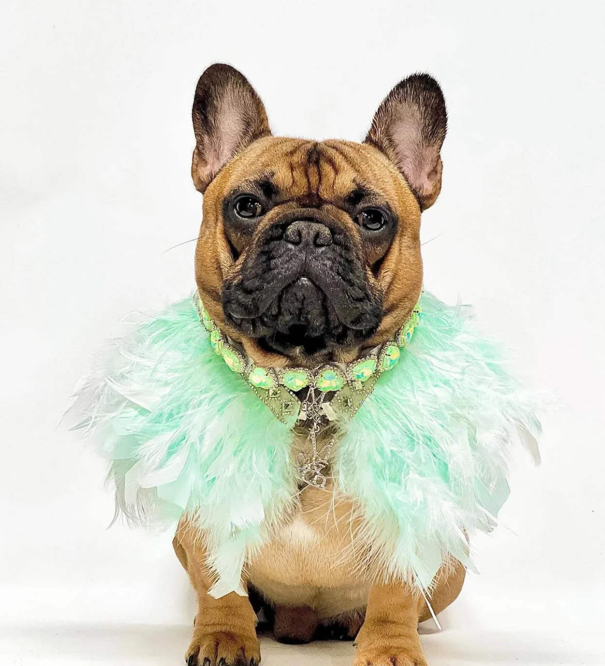 Fairytale Feathers: Prince Charming BB (pre-order) - Image 5