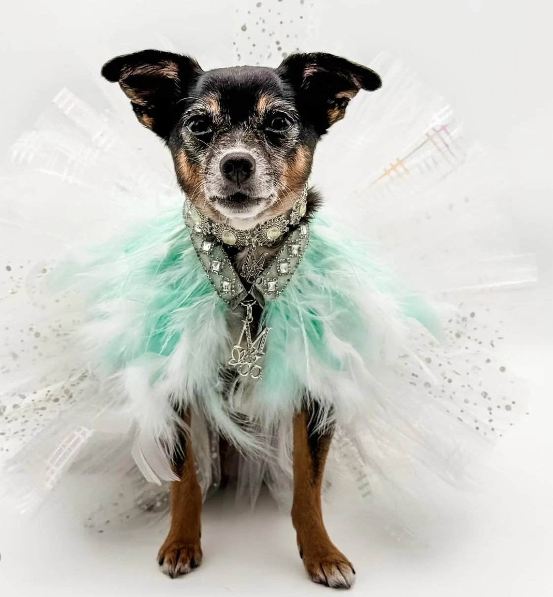 Fairytale Feathers: Prince Charming BB (pre-order) - Image 6