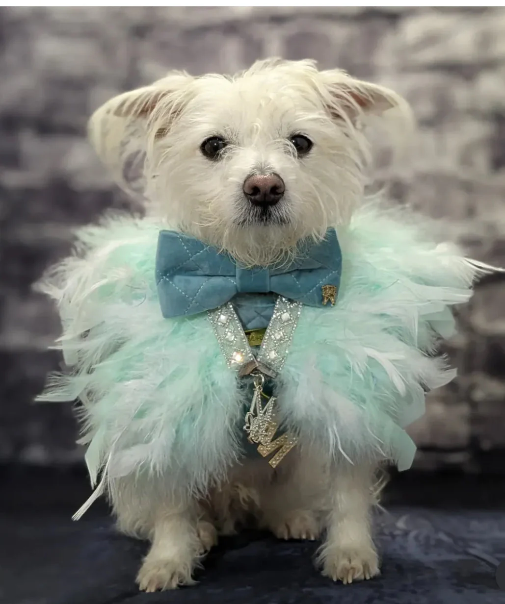 Fairytale Feathers: Prince Charming BB (pre-order) - Image 7
