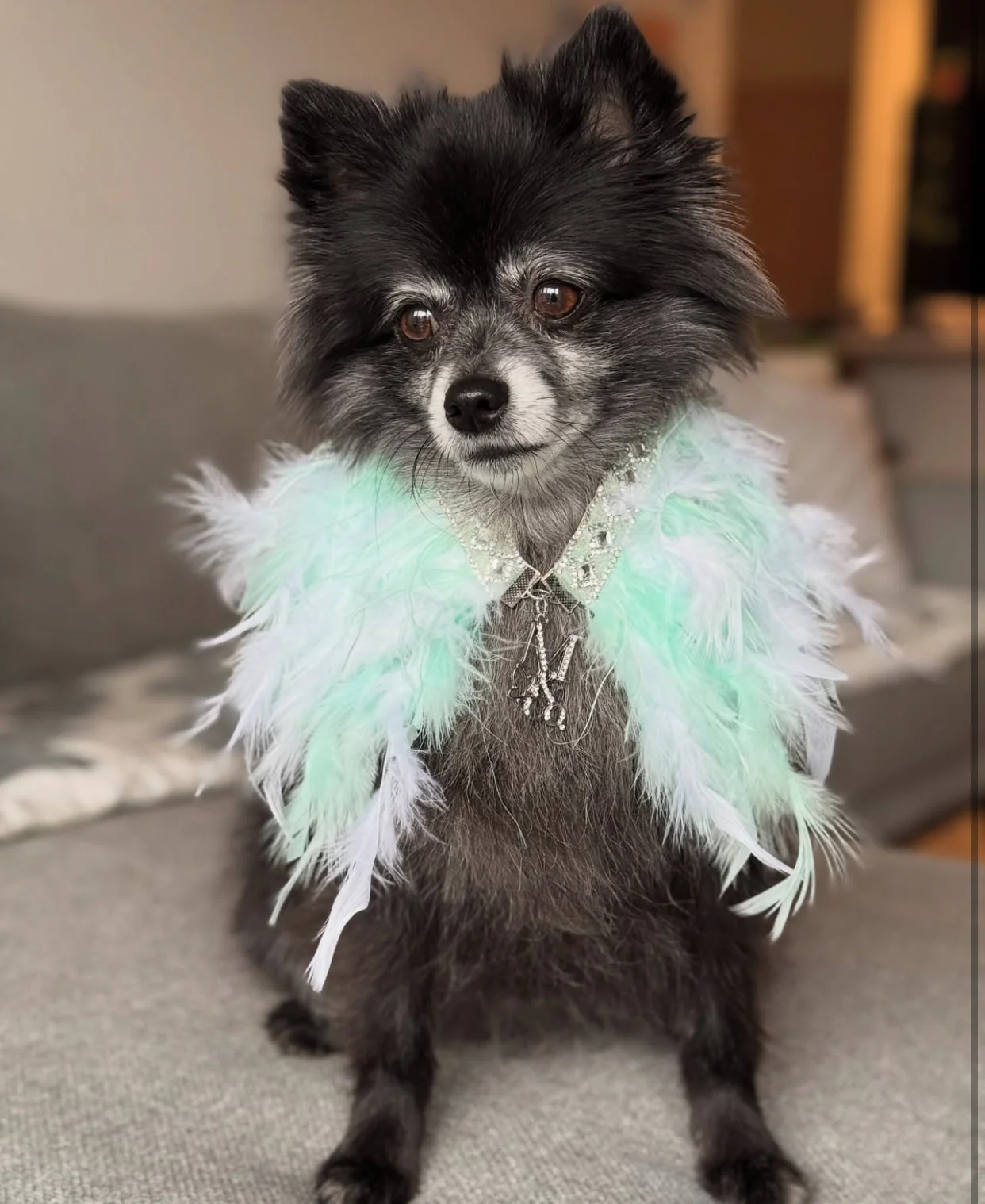 Fairytale Feathers: Prince Charming BB (pre-order) - Image 8