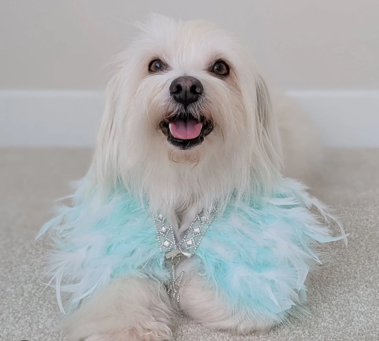 Fairytale Feathers: Prince Charming BB (pre-order) - Image 9