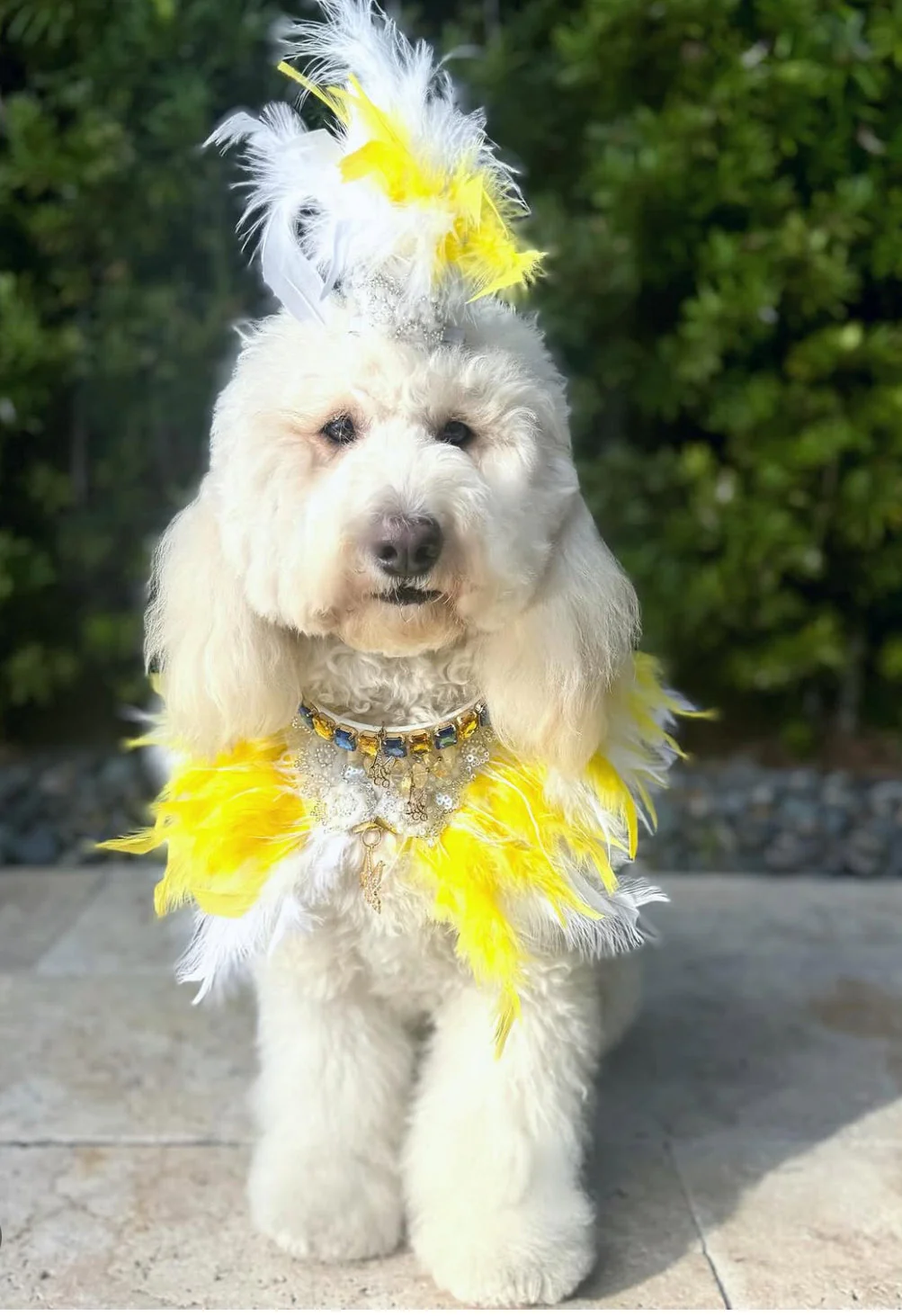 Fairytale Feathers: The Belle - Image 3
