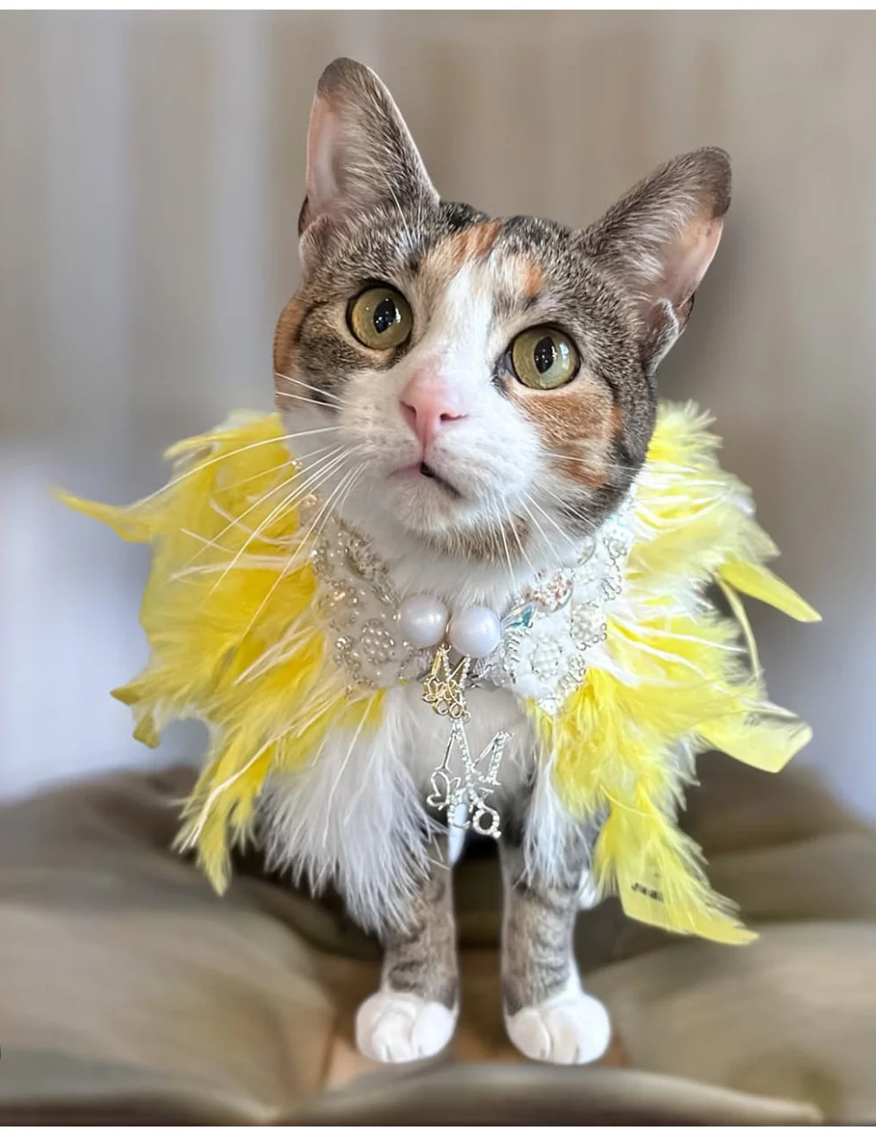 Fairytale Feathers: The Belle - Image 6