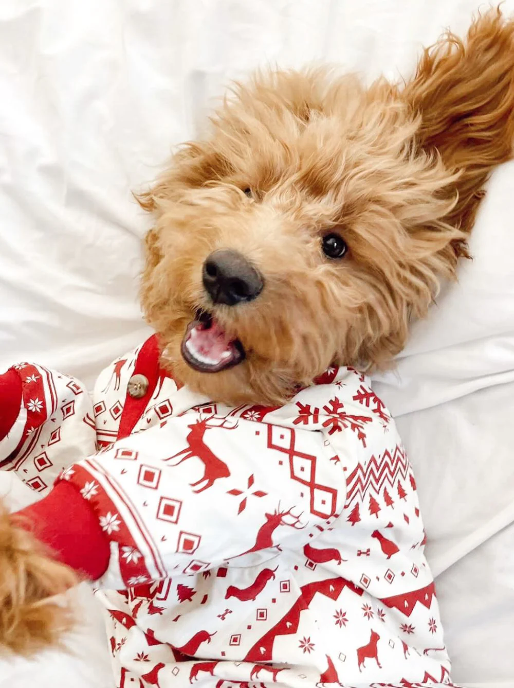 Festive Fam Holiday Pajama - Image 2