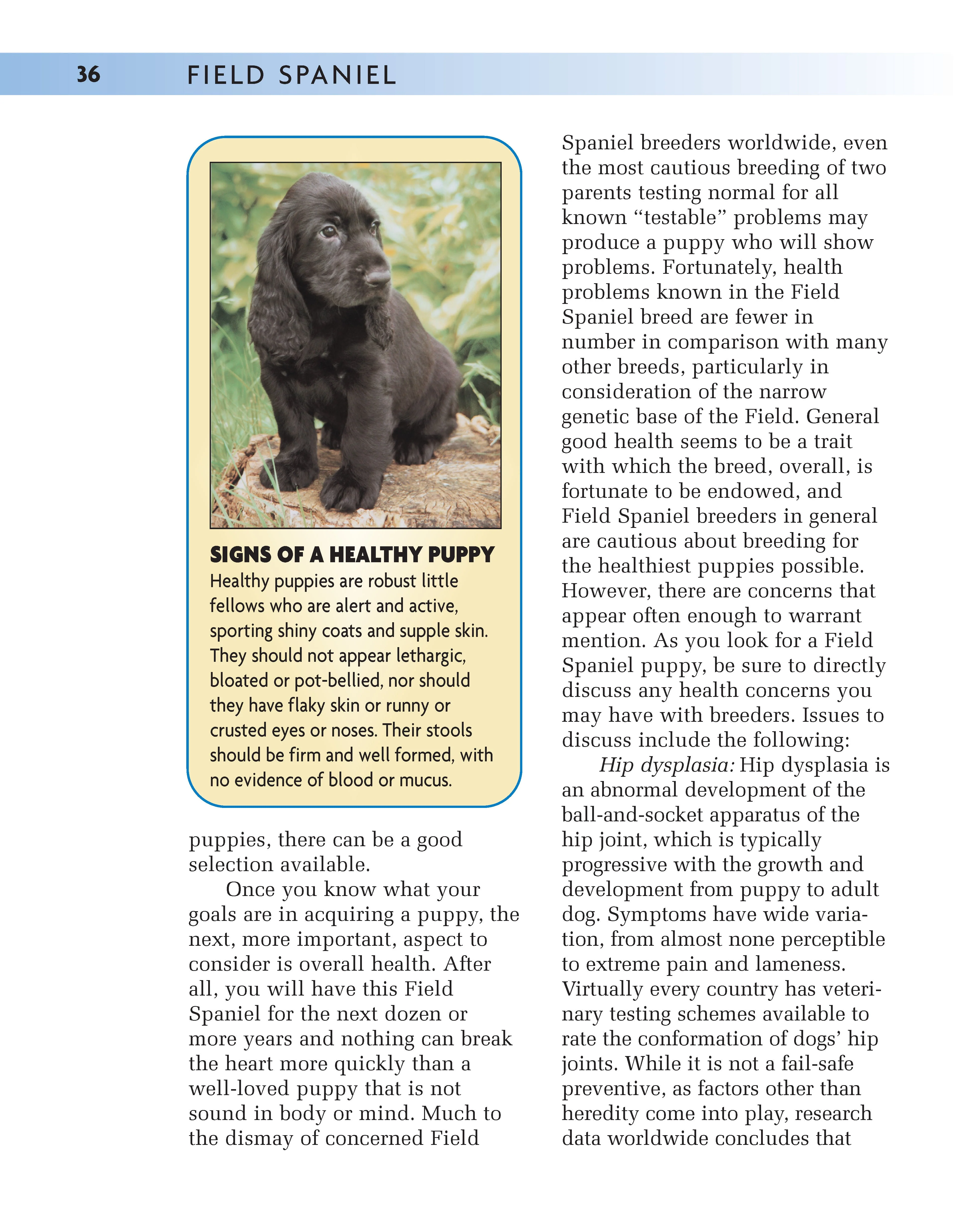 Field Spaniel - Image 9