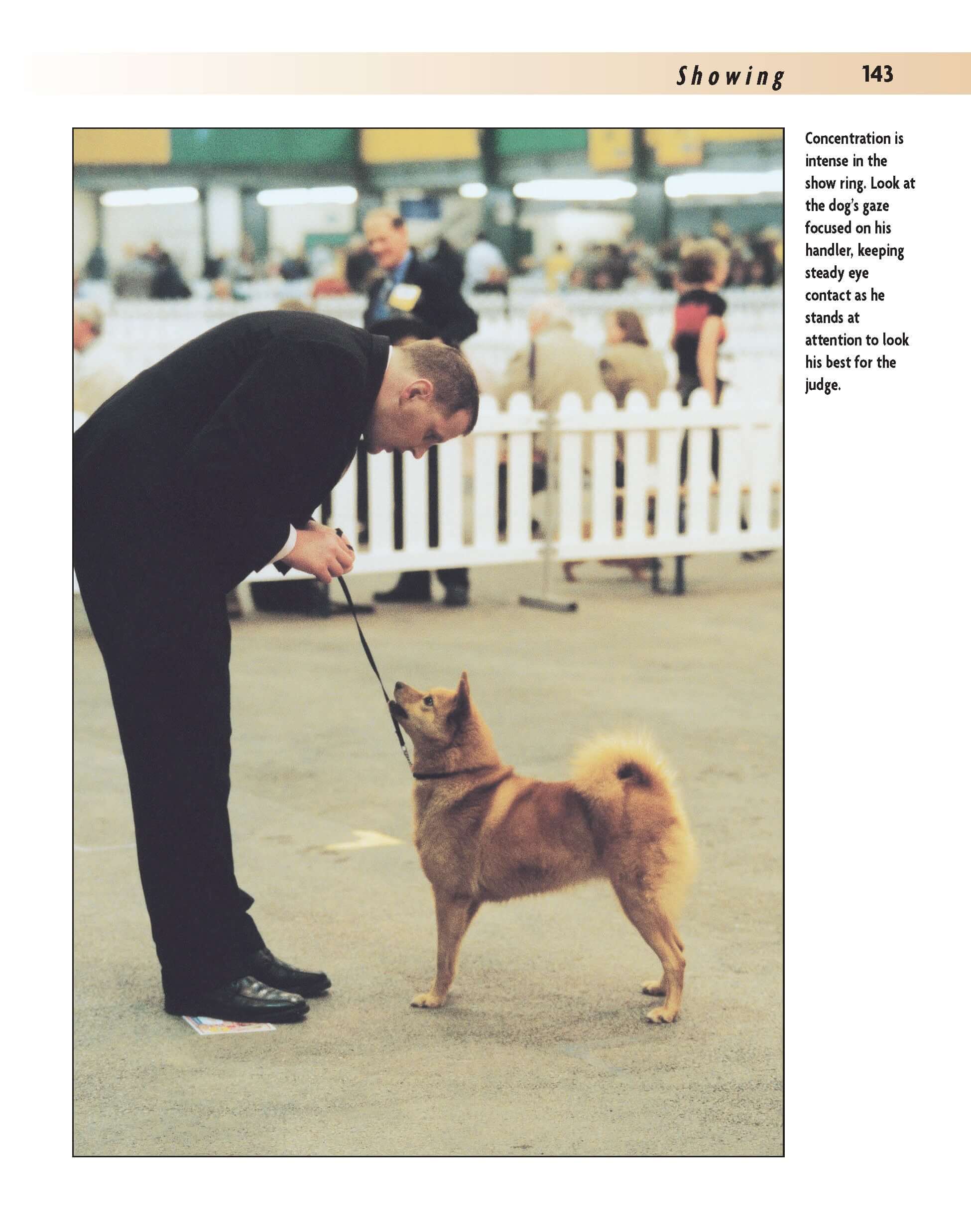 Finnish Spitz - Image 2