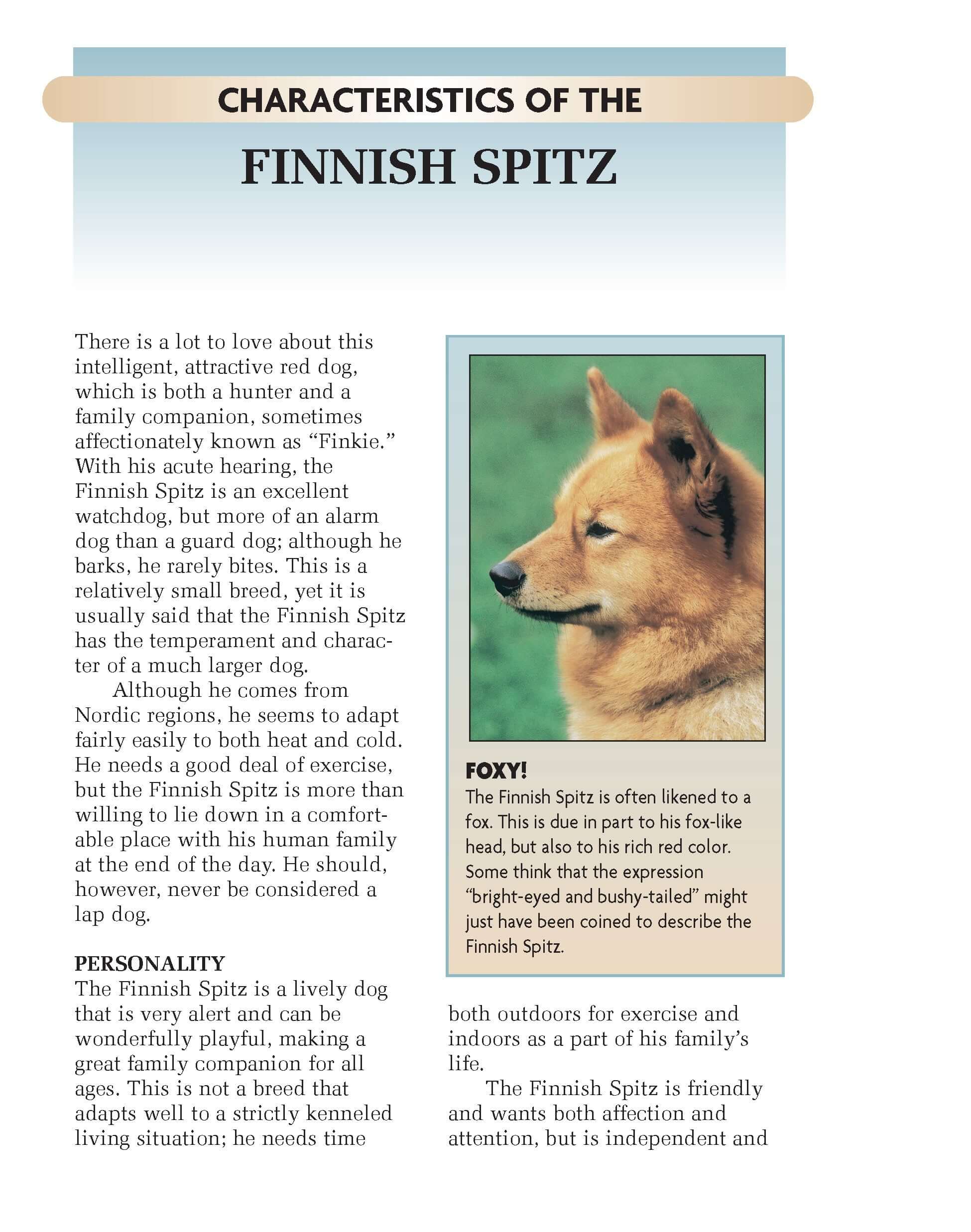 Finnish Spitz - Image 3