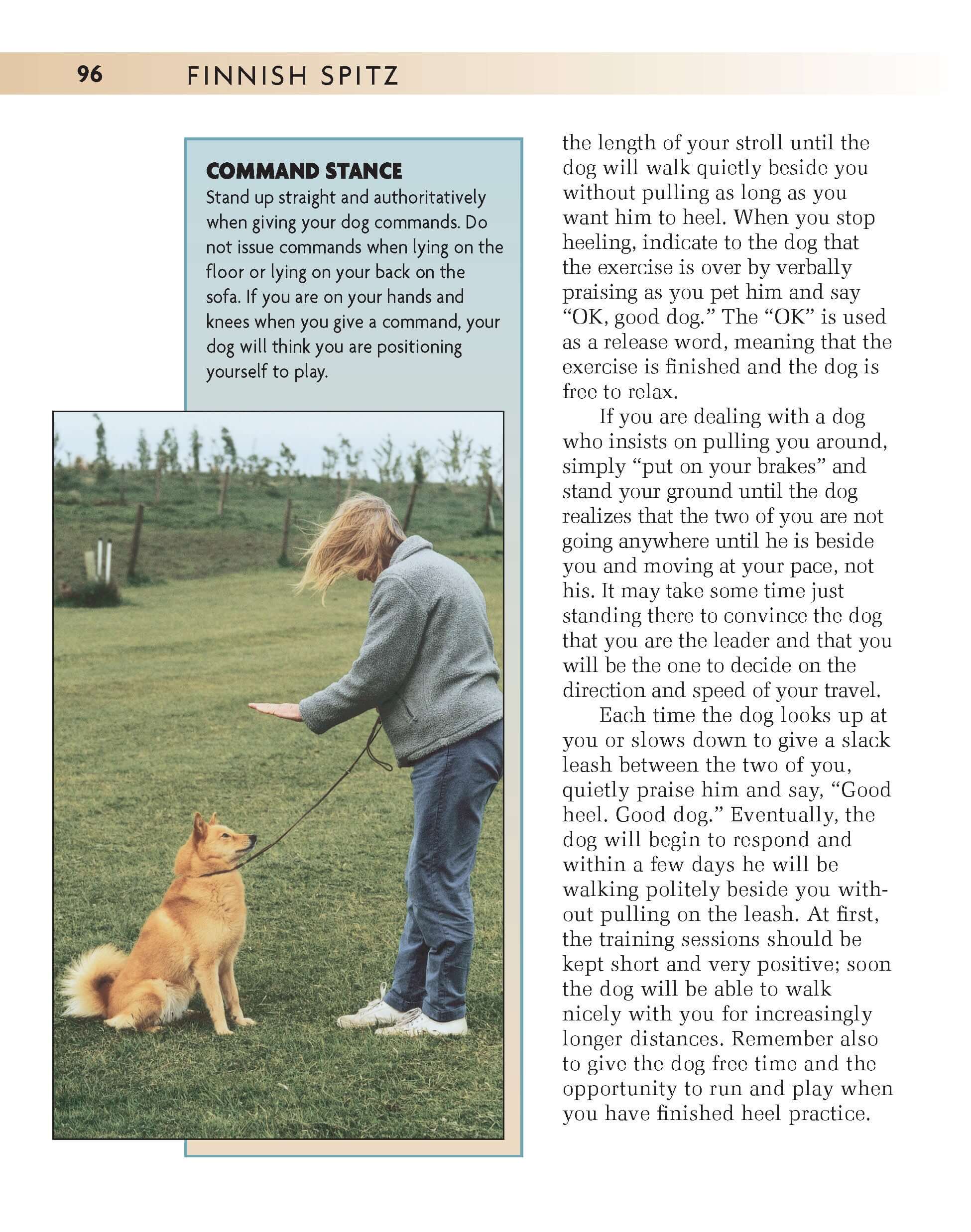 Finnish Spitz - Image 5