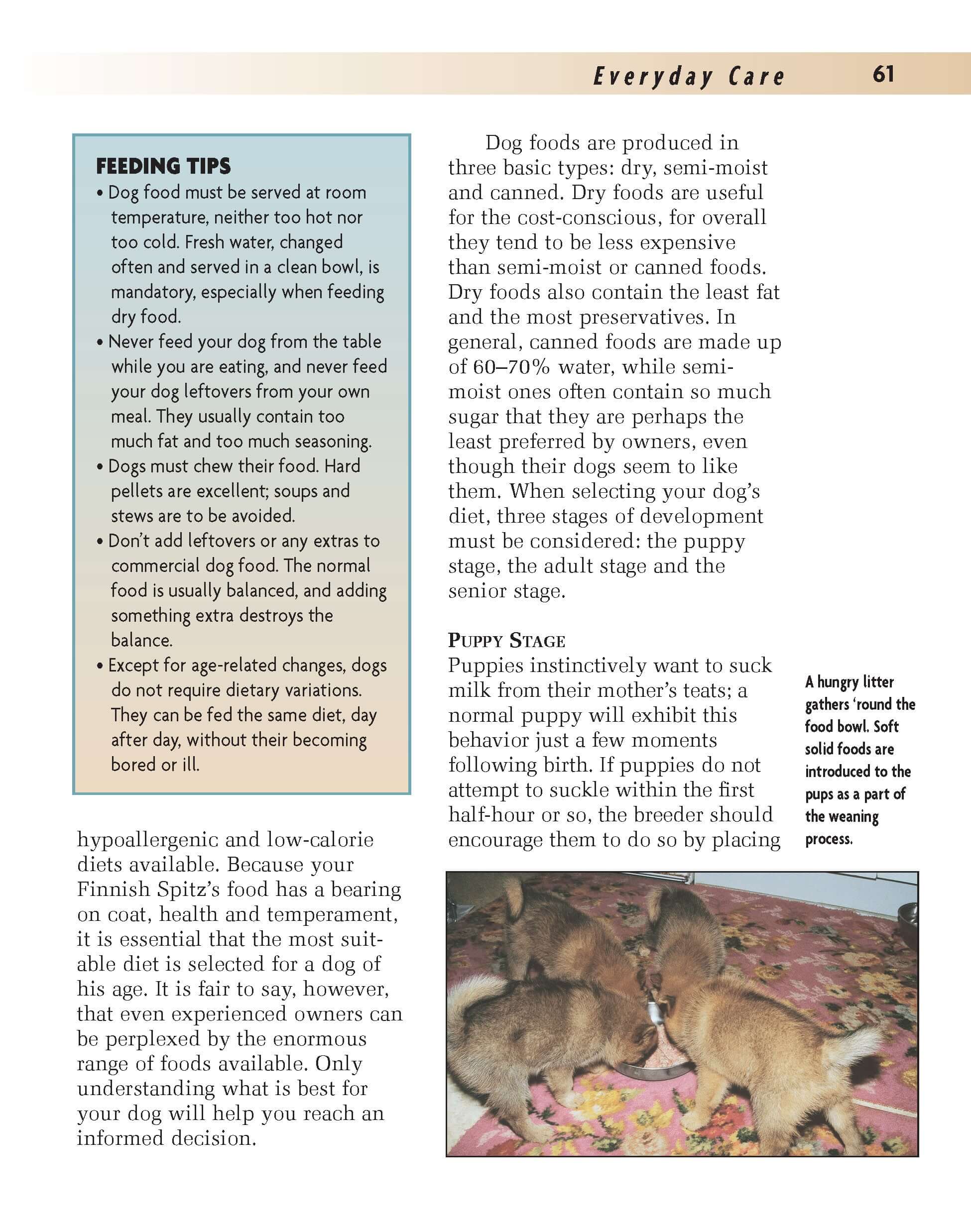 Finnish Spitz - Image 7
