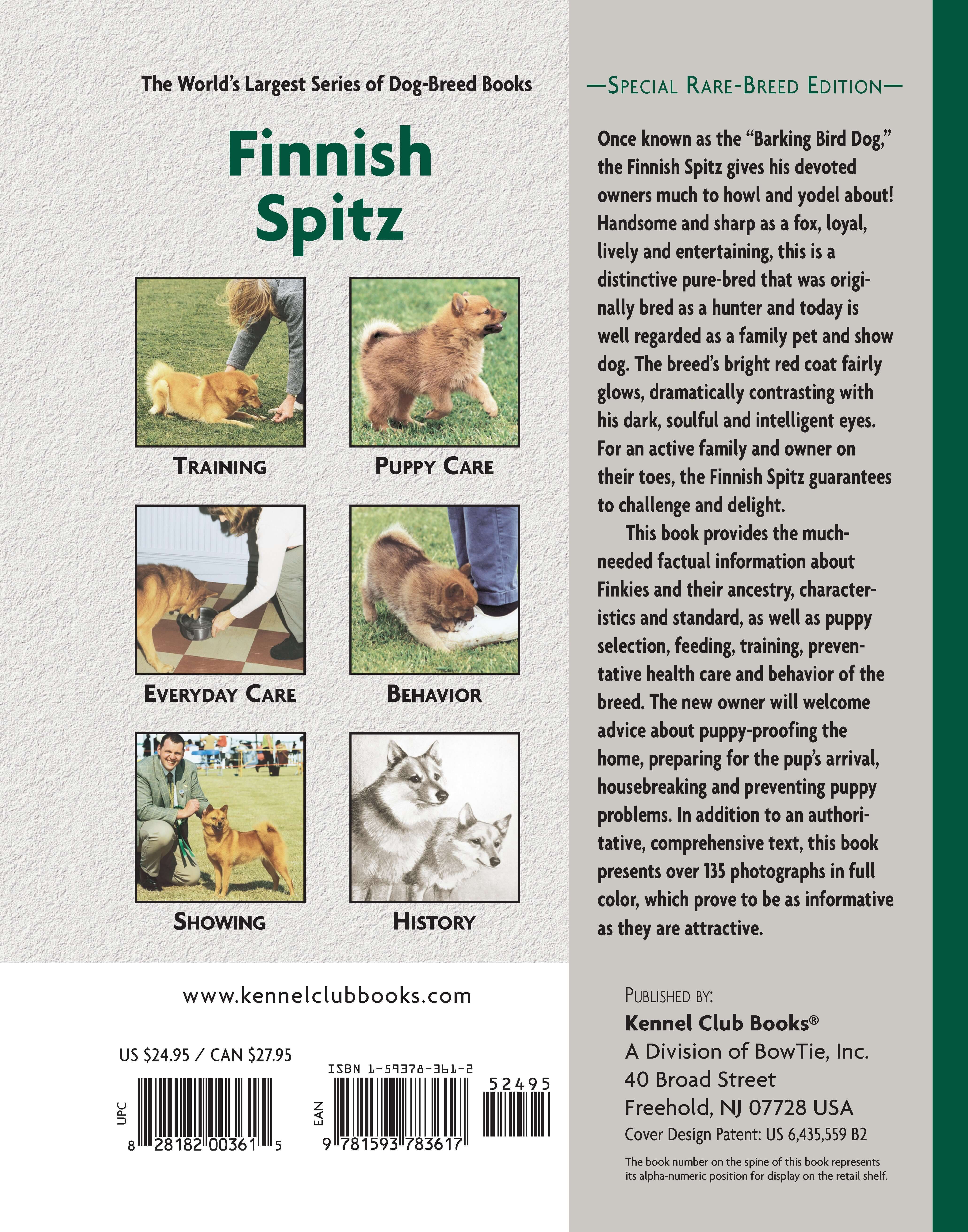 Finnish Spitz - Image 9