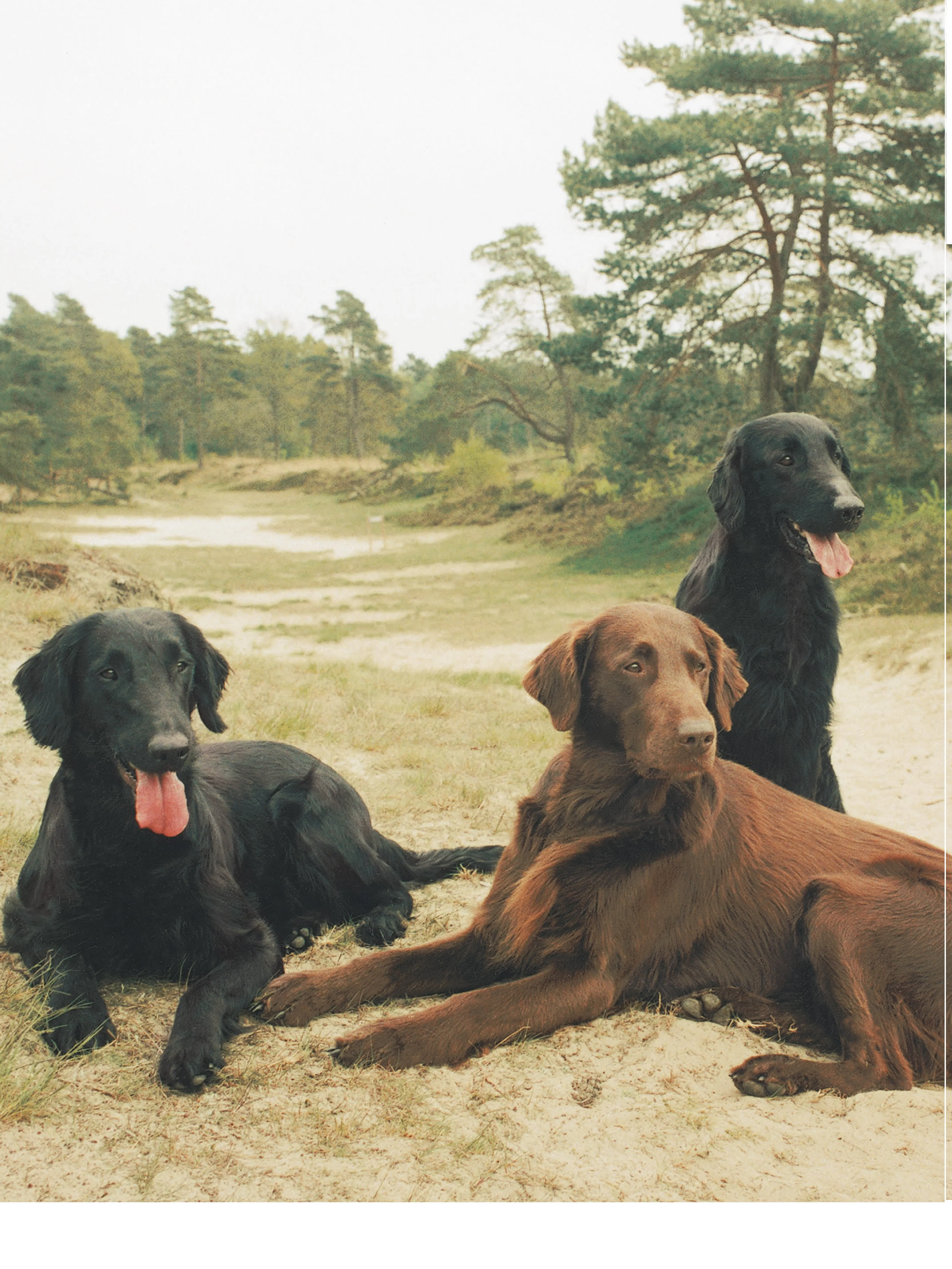 Flat-Coated Retriever - Image 2