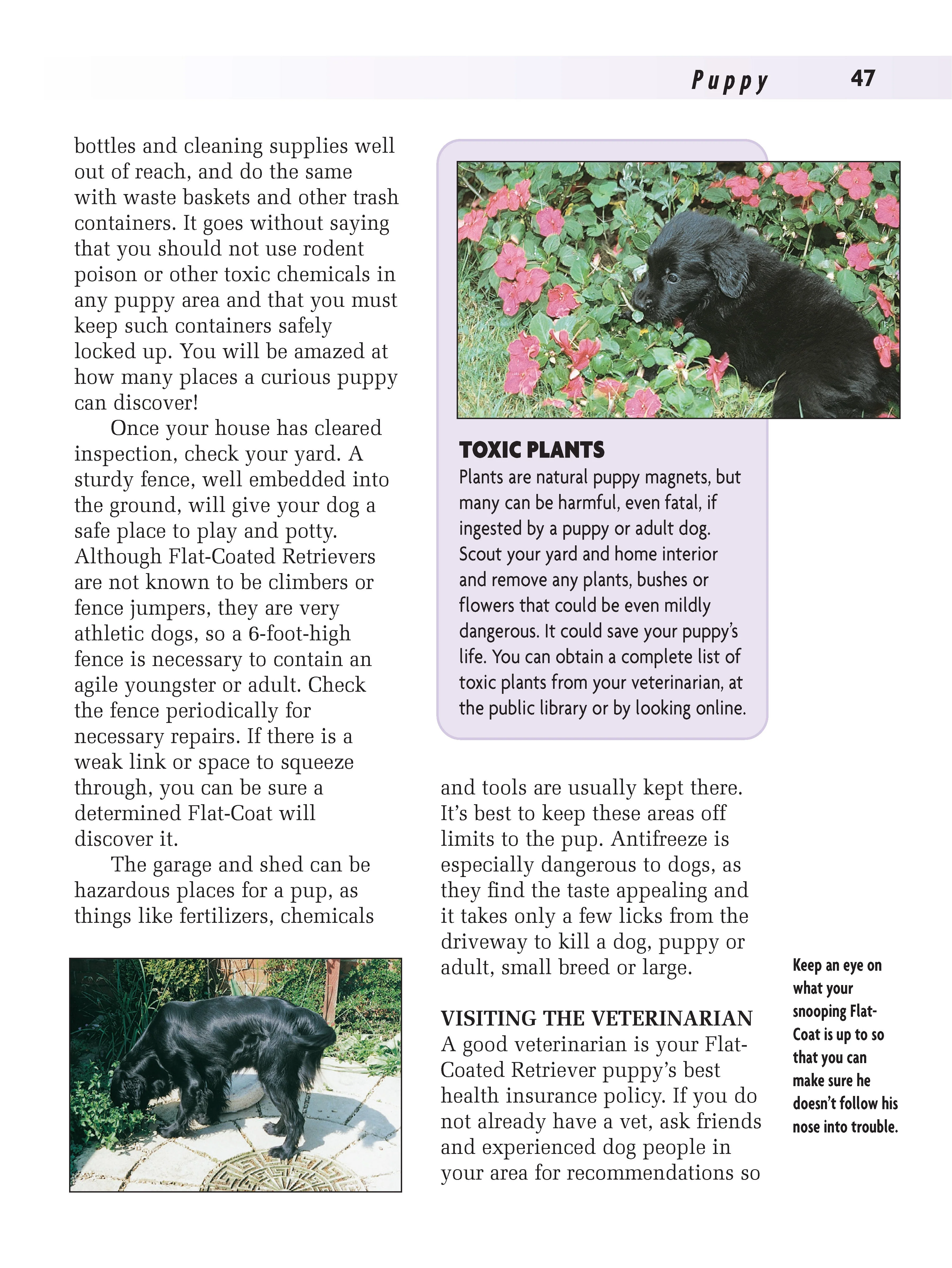 Flat-Coated Retriever - Image 3