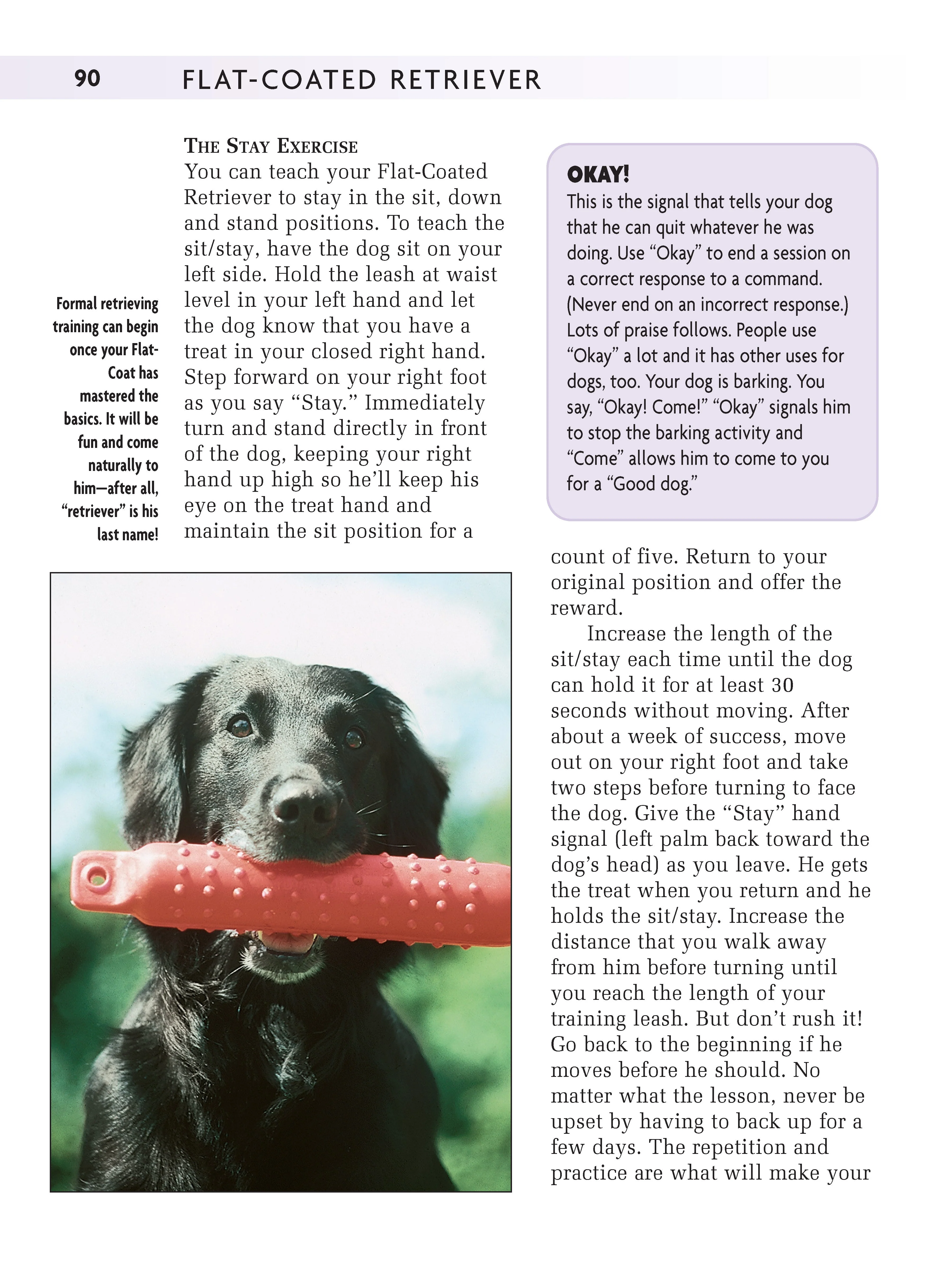 Flat-Coated Retriever - Image 4