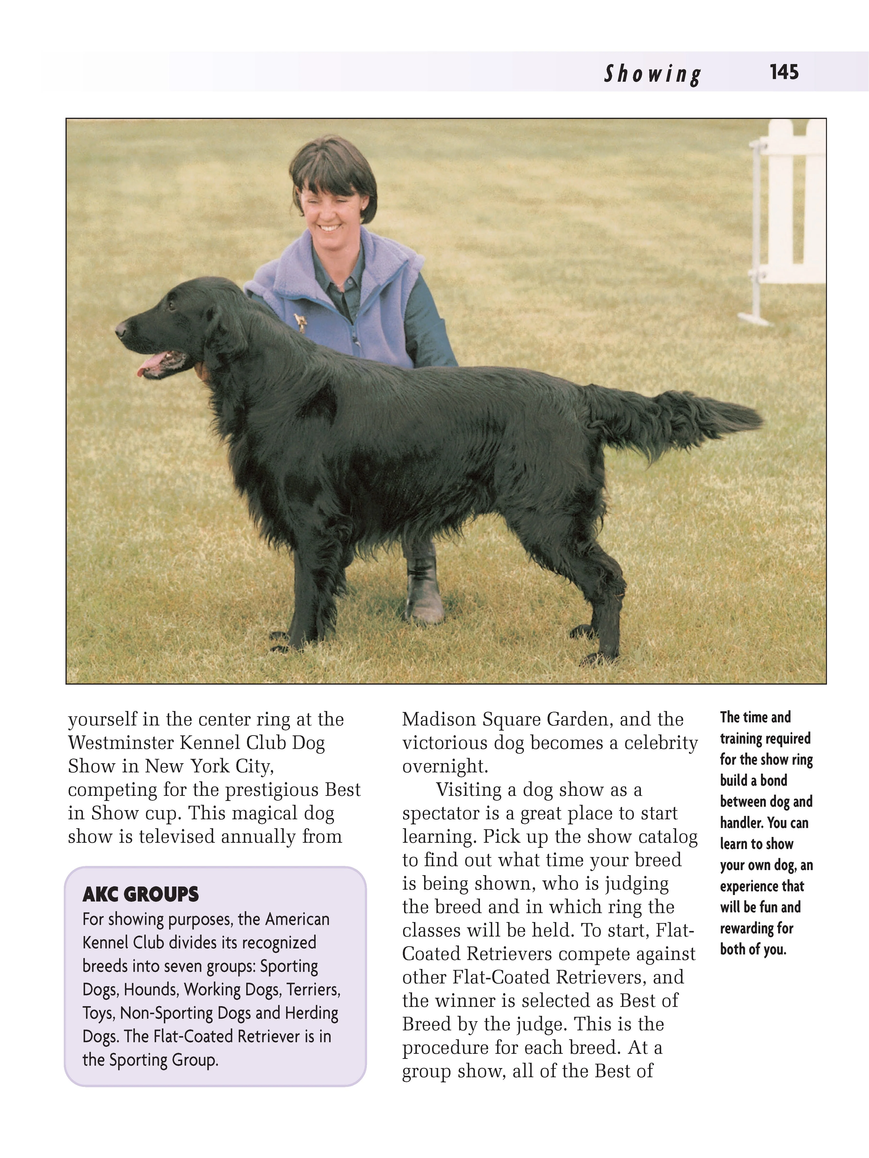 Flat-Coated Retriever - Image 5