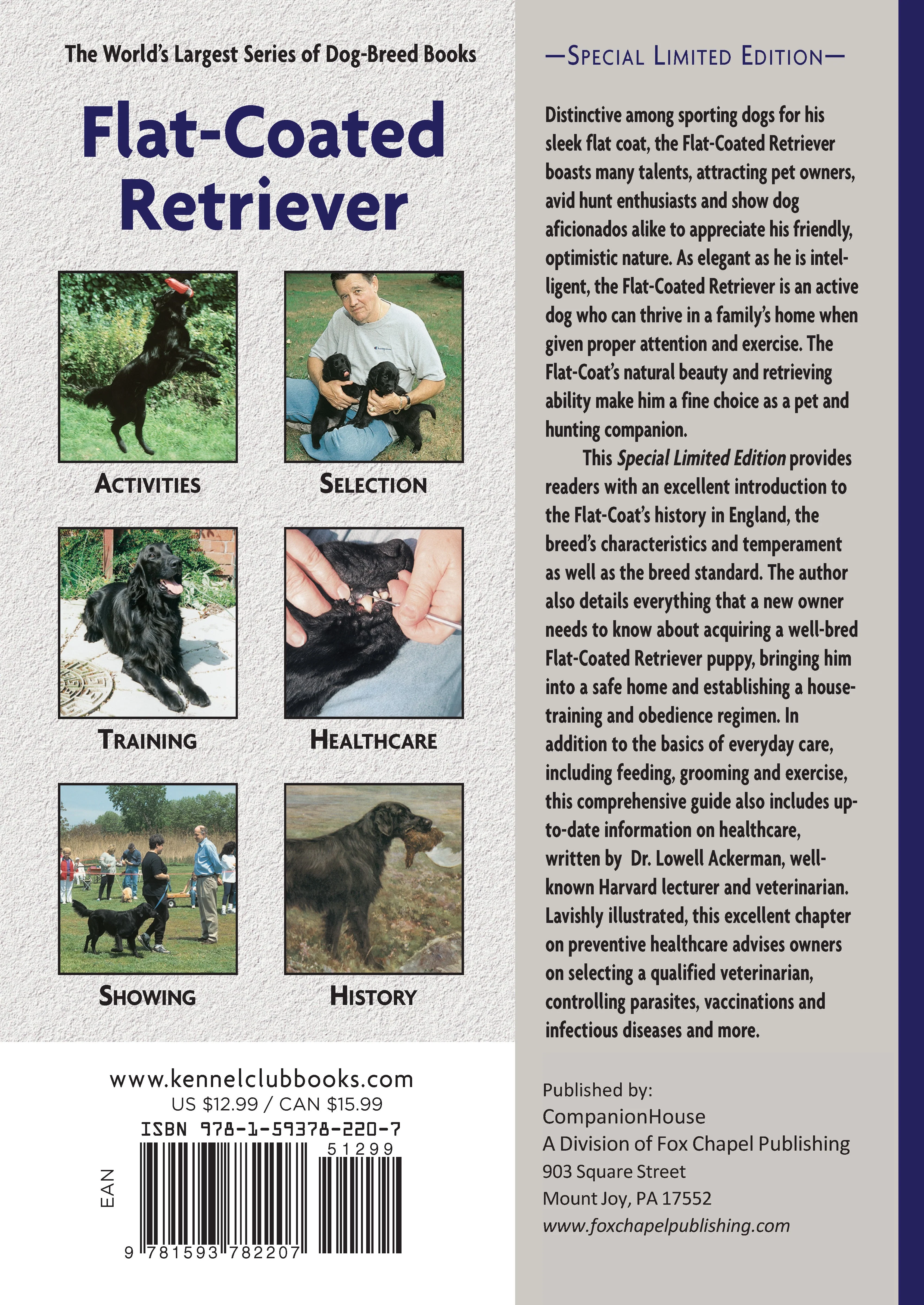 Flat-Coated Retriever - Image 7