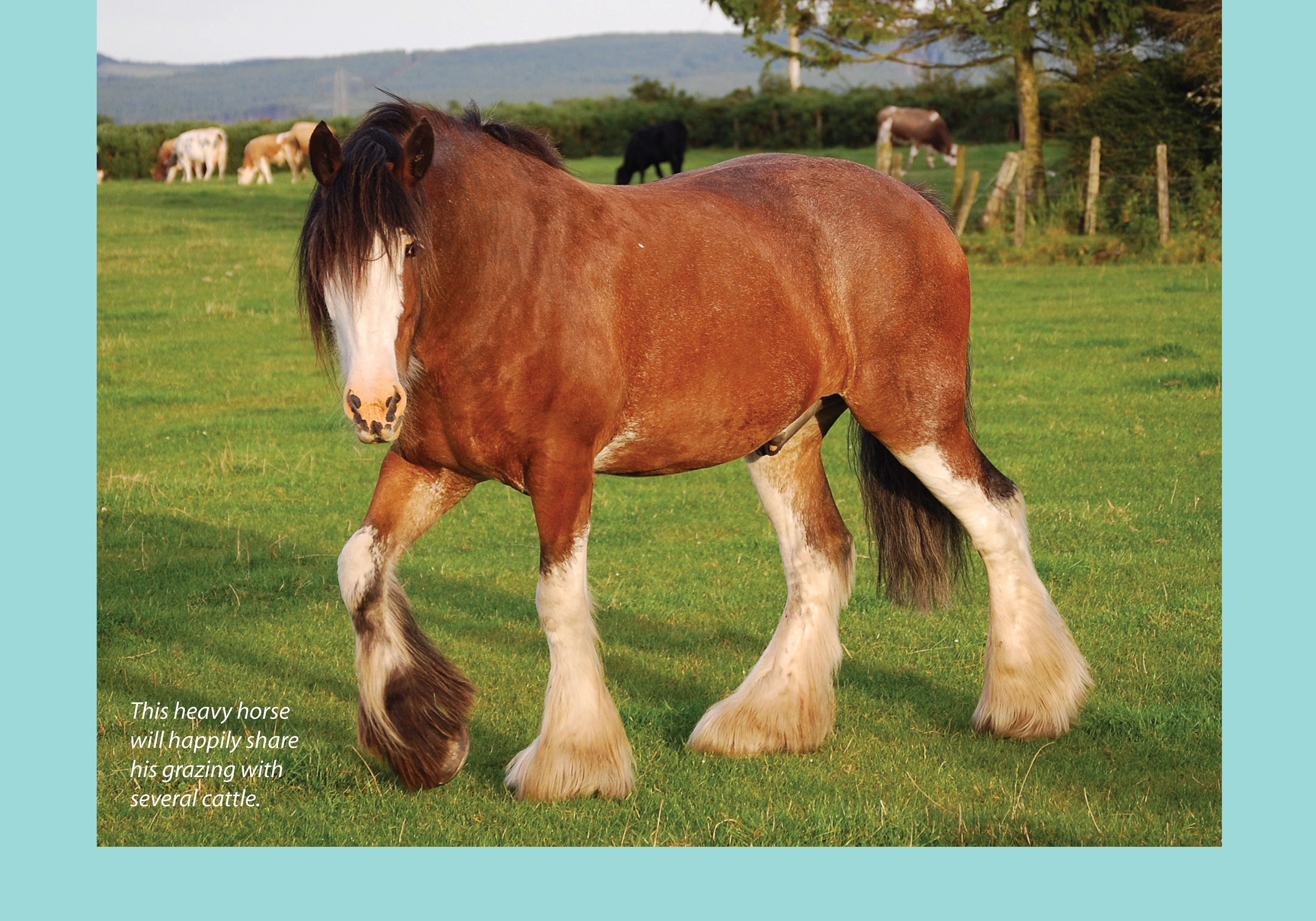 For Love of the Clydesdale Horse - Image 3