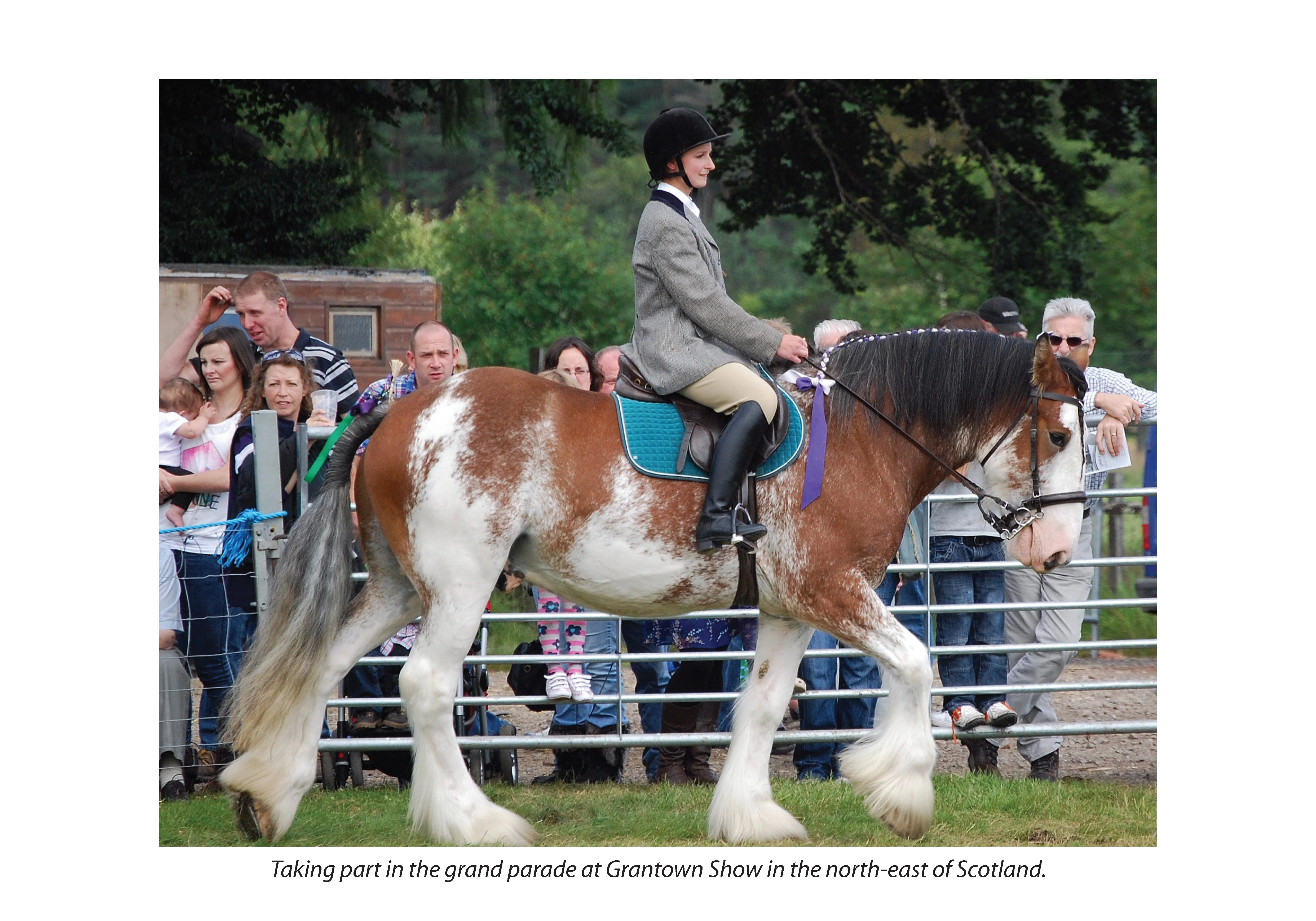 For Love of the Clydesdale Horse - Image 4