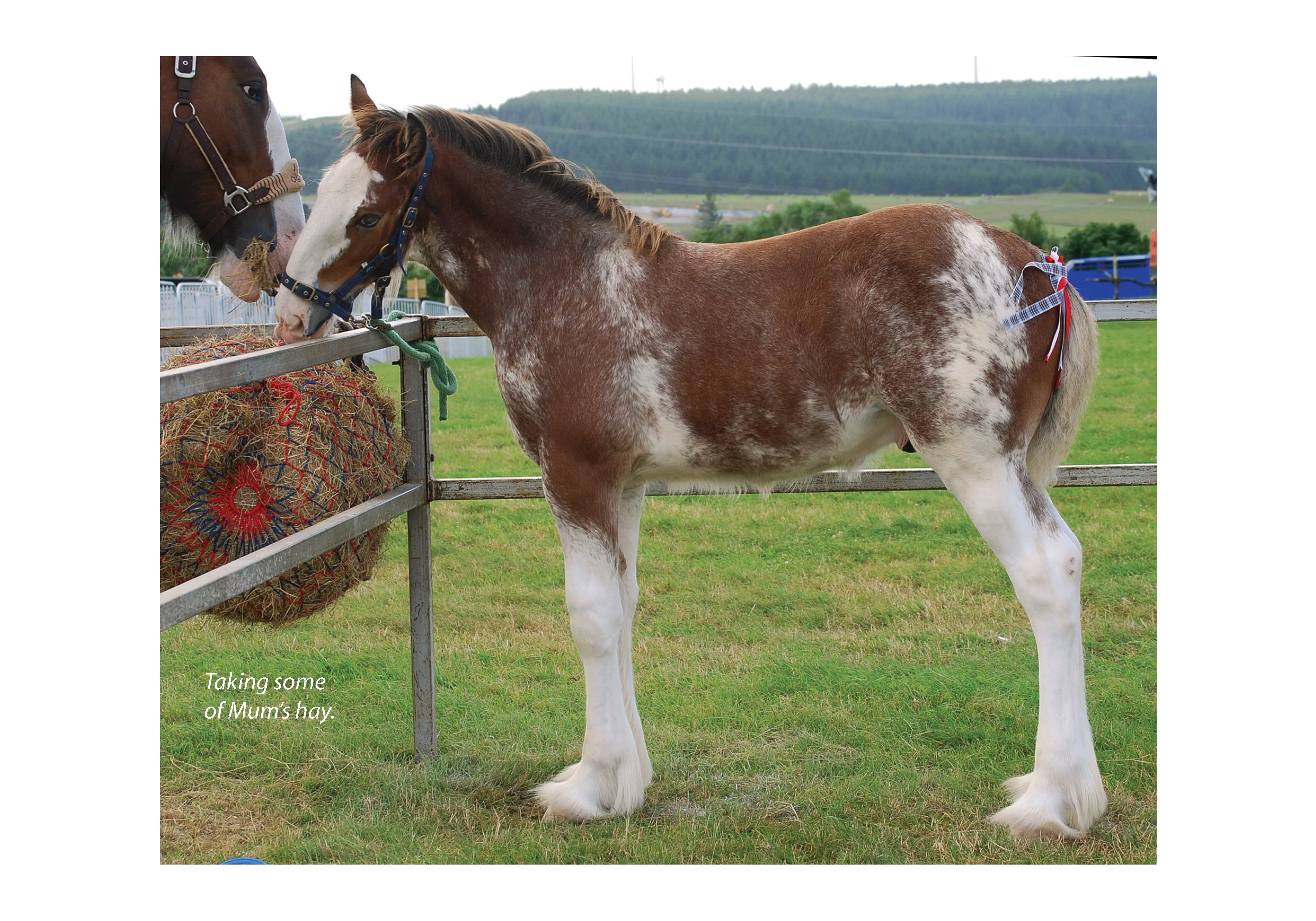 For Love of the Clydesdale Horse - Image 5