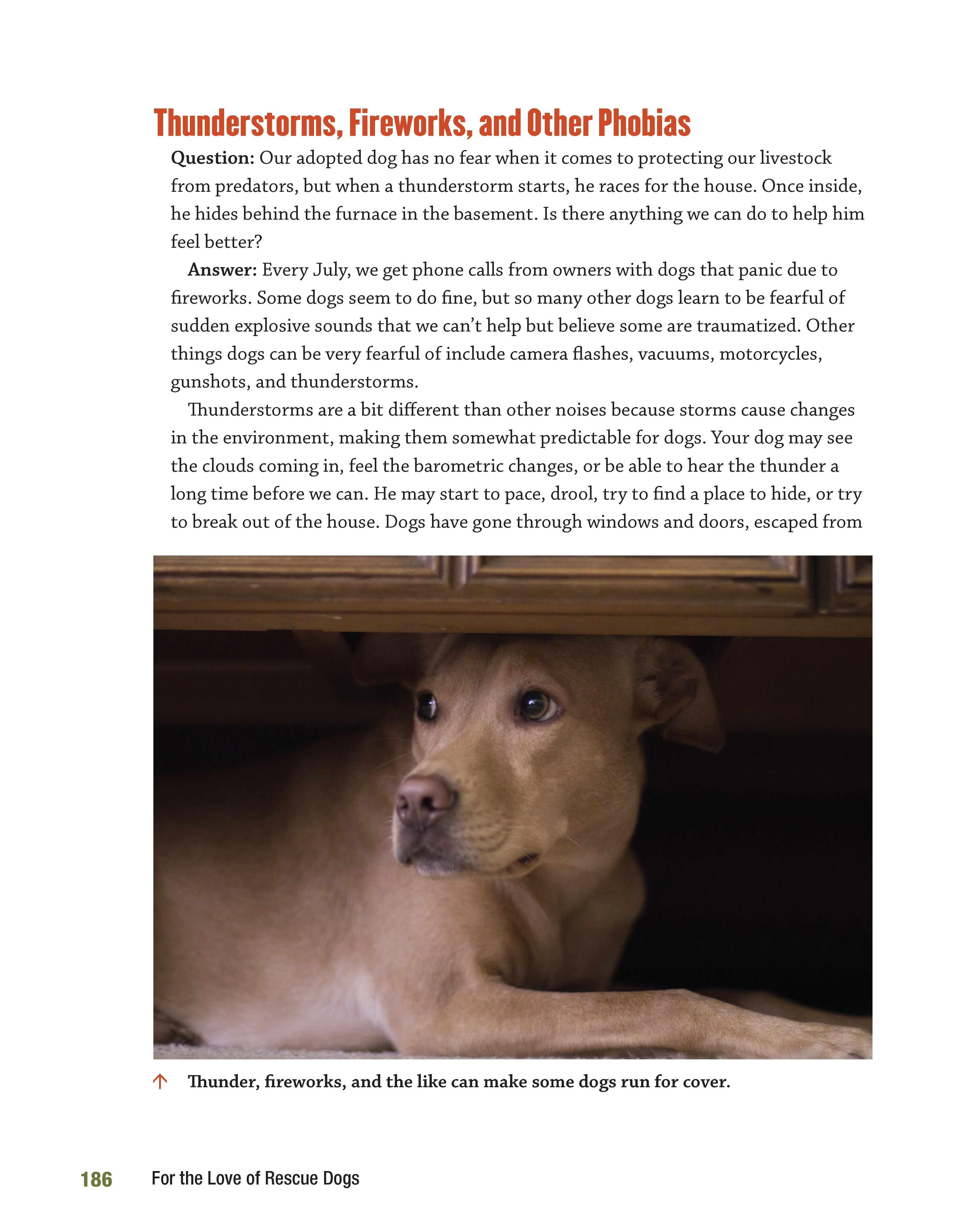 For the Love of Rescue Dogs - Image 7