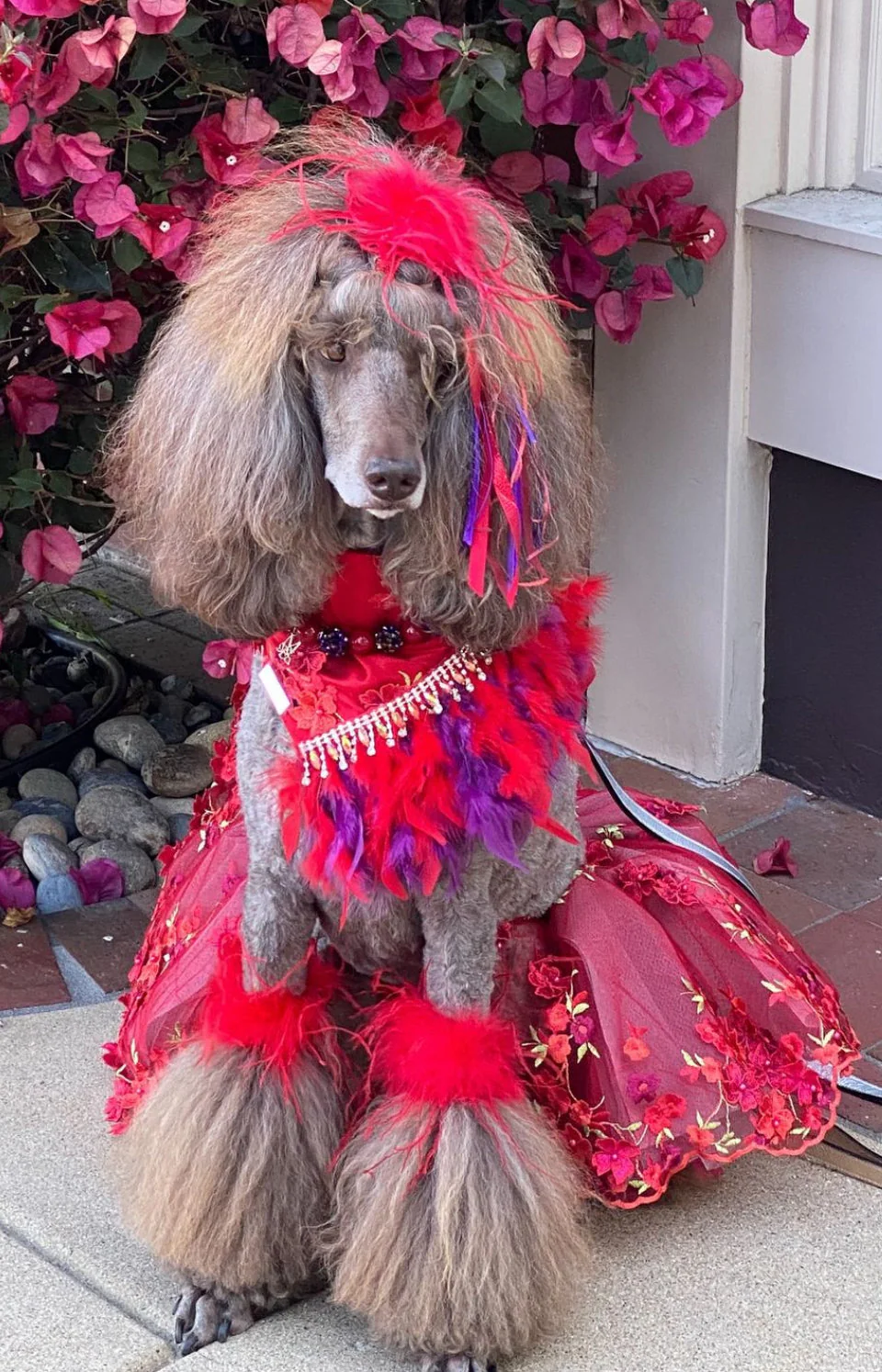 Formal Affair: Cheers (with feathers) - Image 2