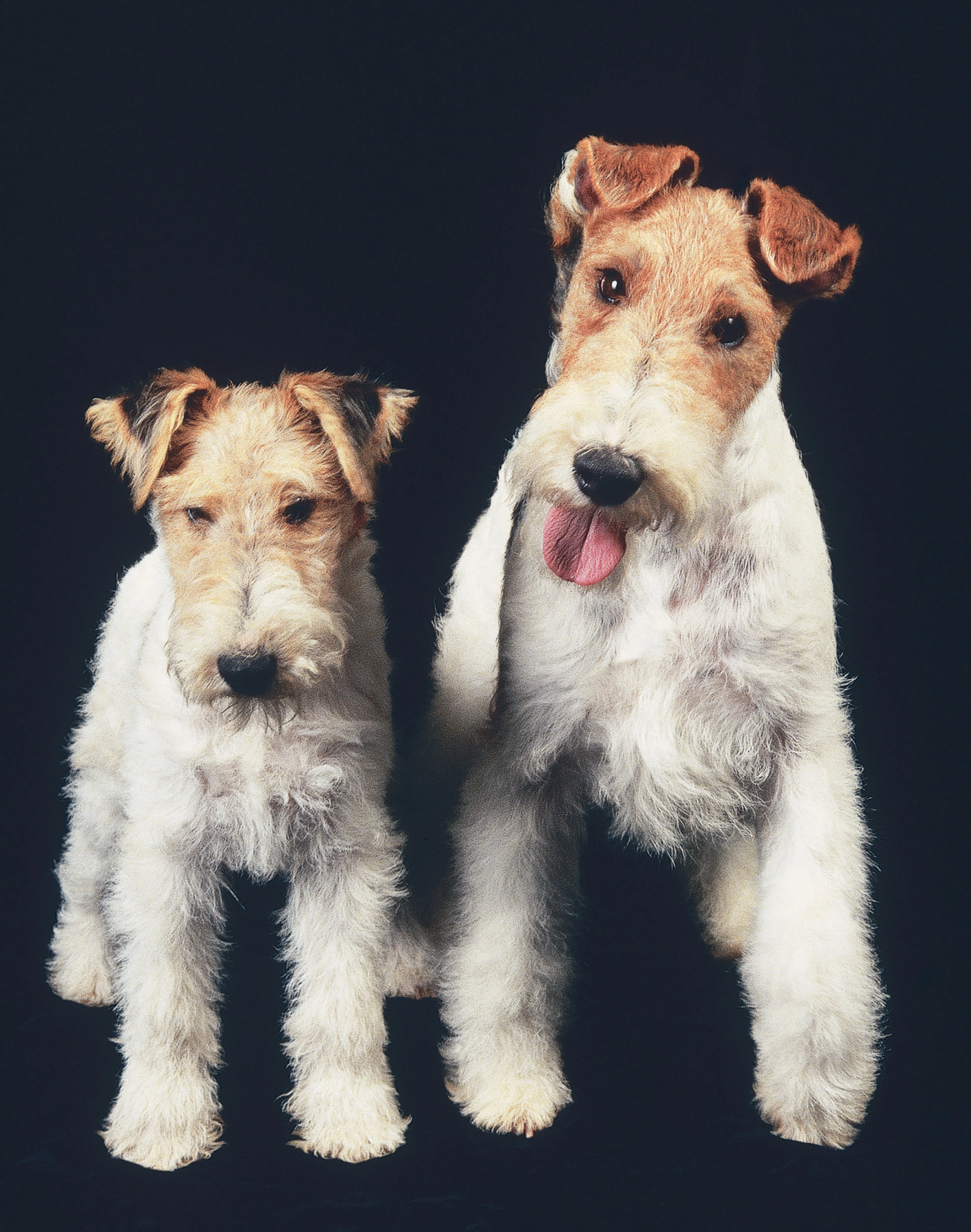Fox Terrier - Image 2