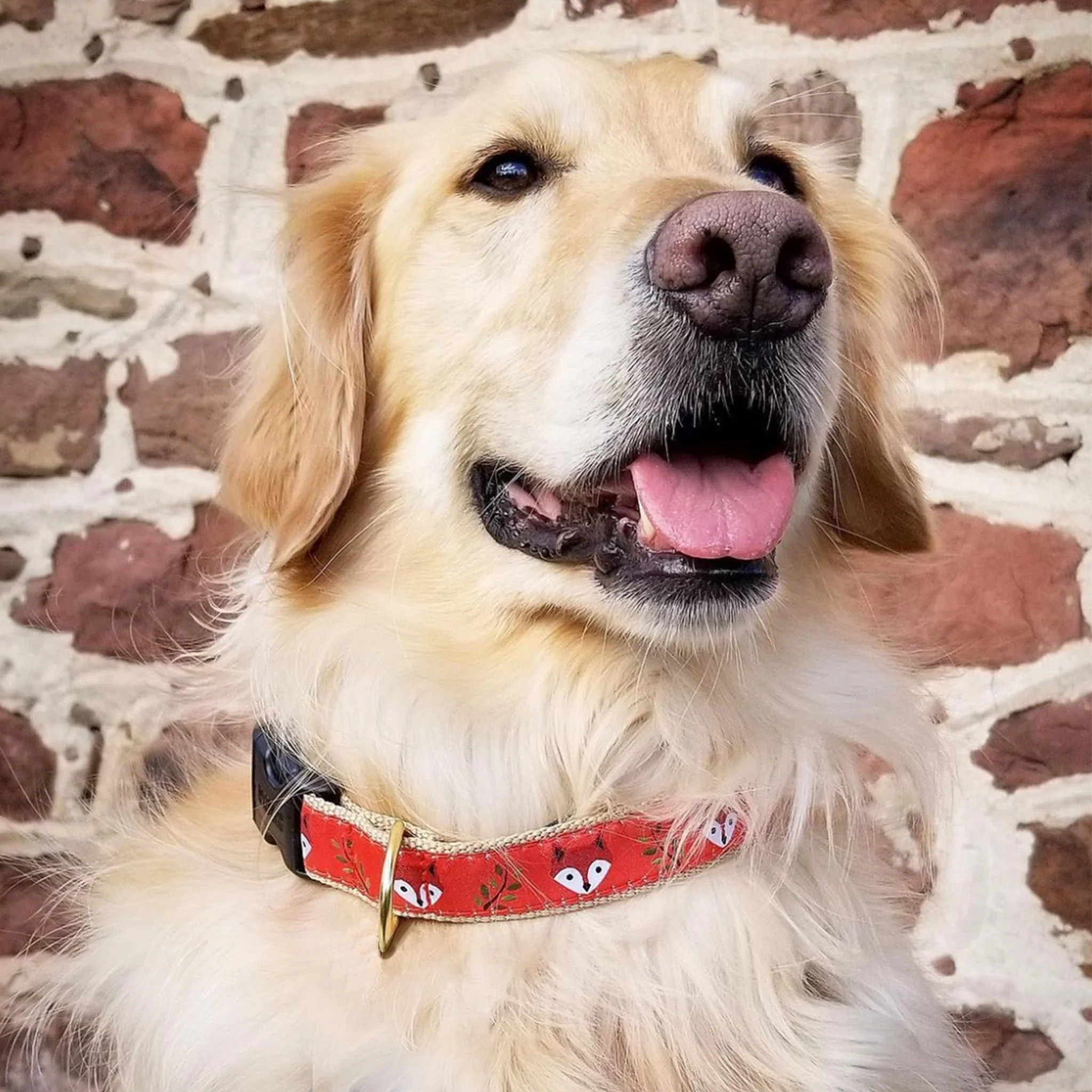 Up Country Foxy Cast Brass Dog Collar - Image 2