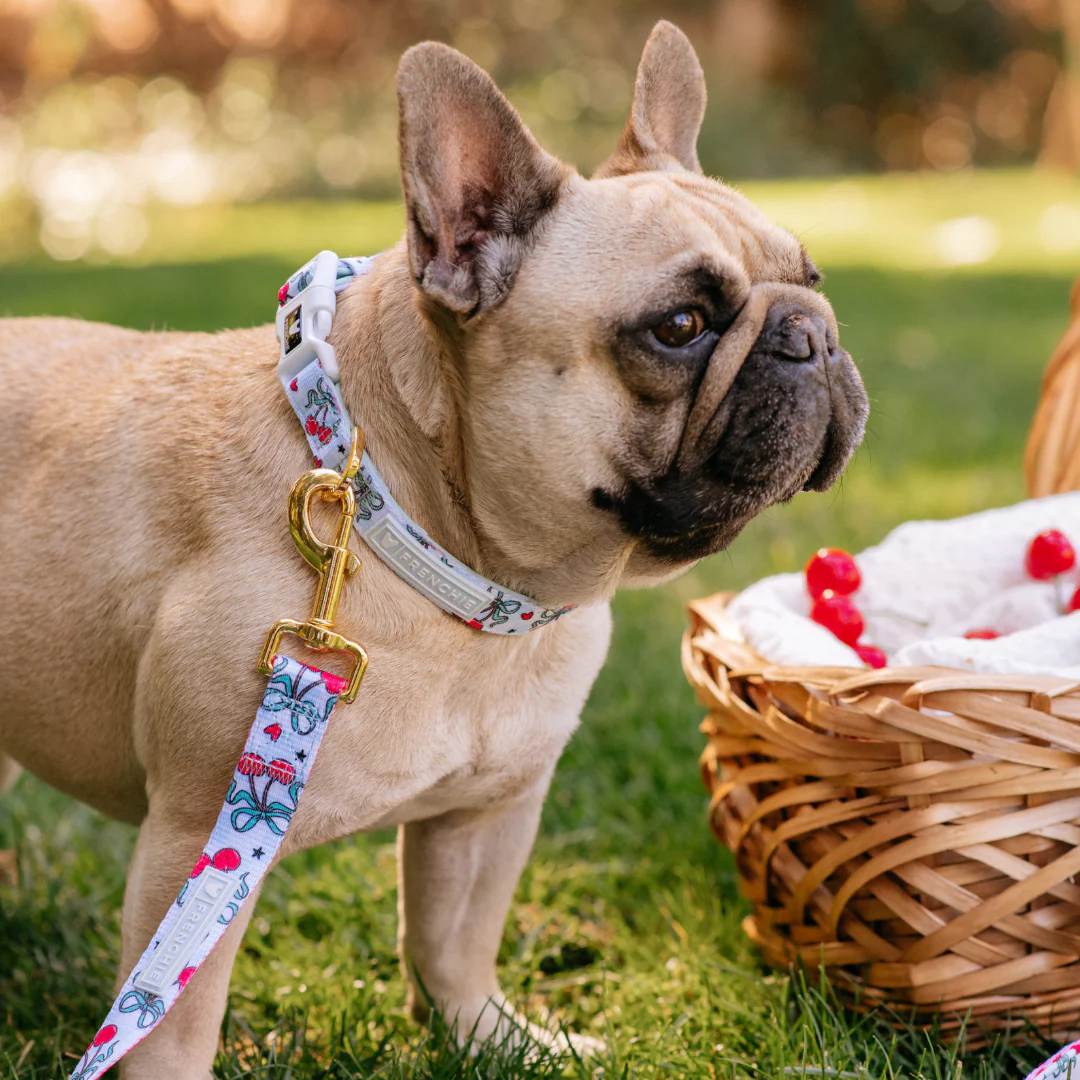 Frenchie Comfort Collar - Cherries Blue - Image 2