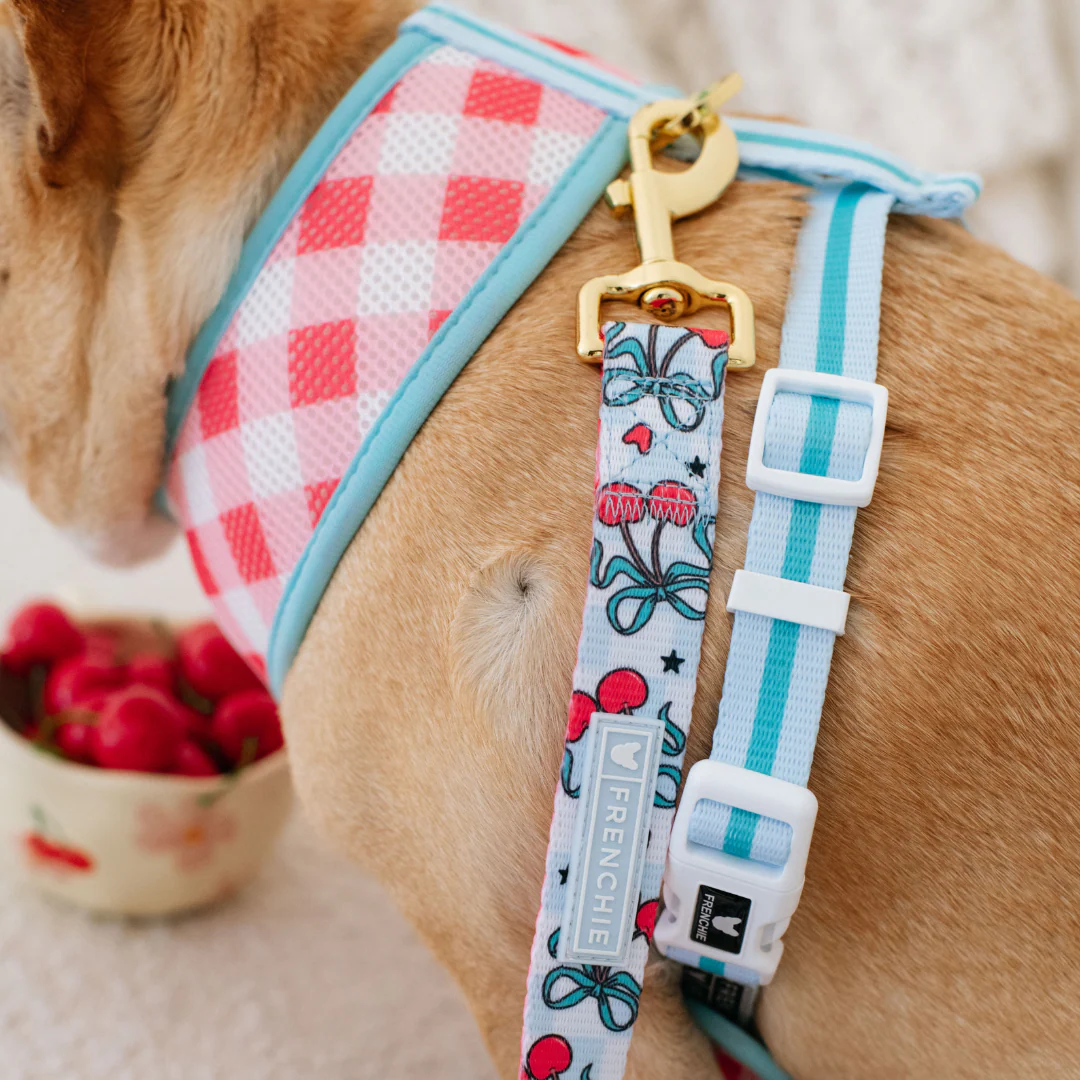 Frenchie Comfort Leash - Cherries Blue - Image 6