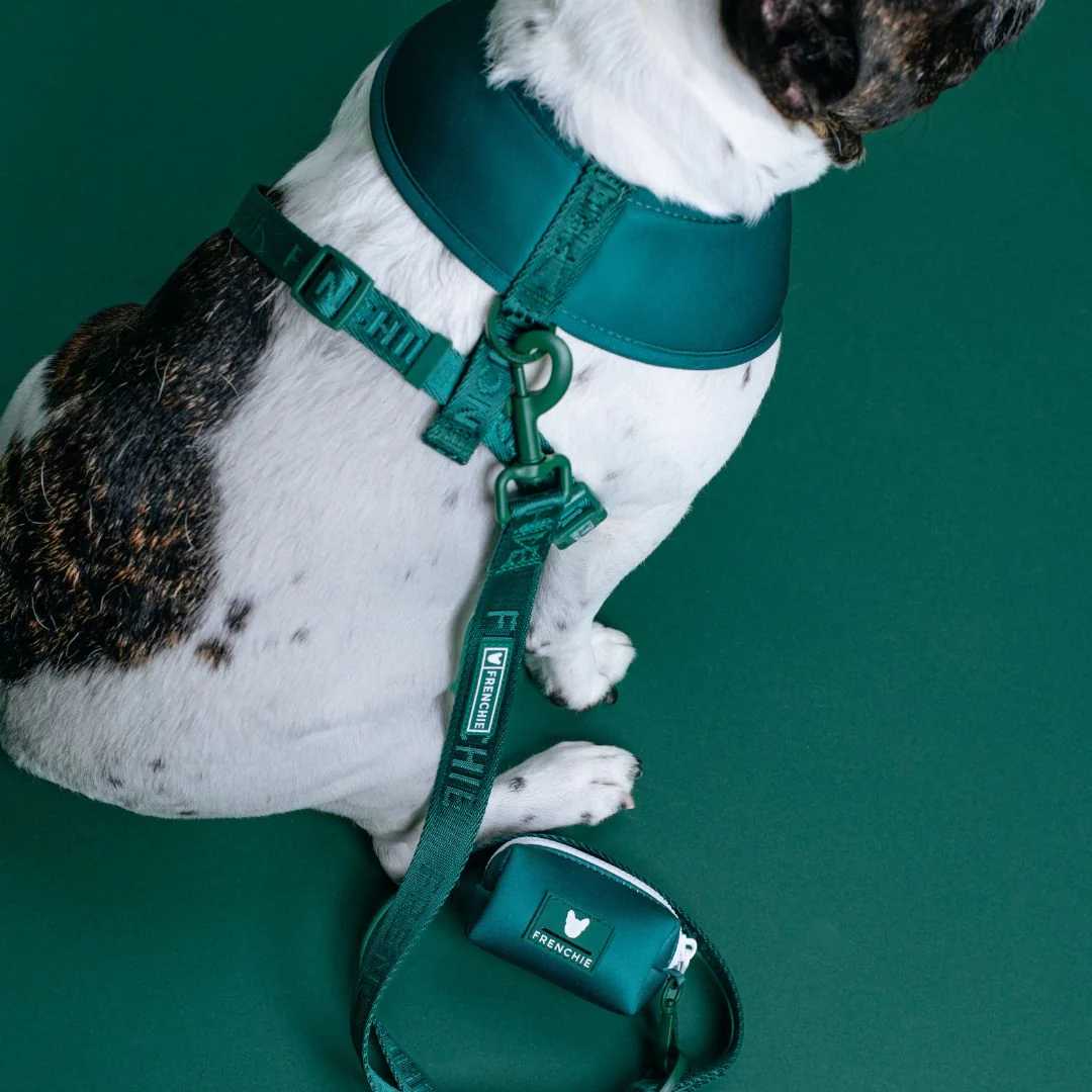 Frenchie Comfort Leash - Emerald City - Image 5