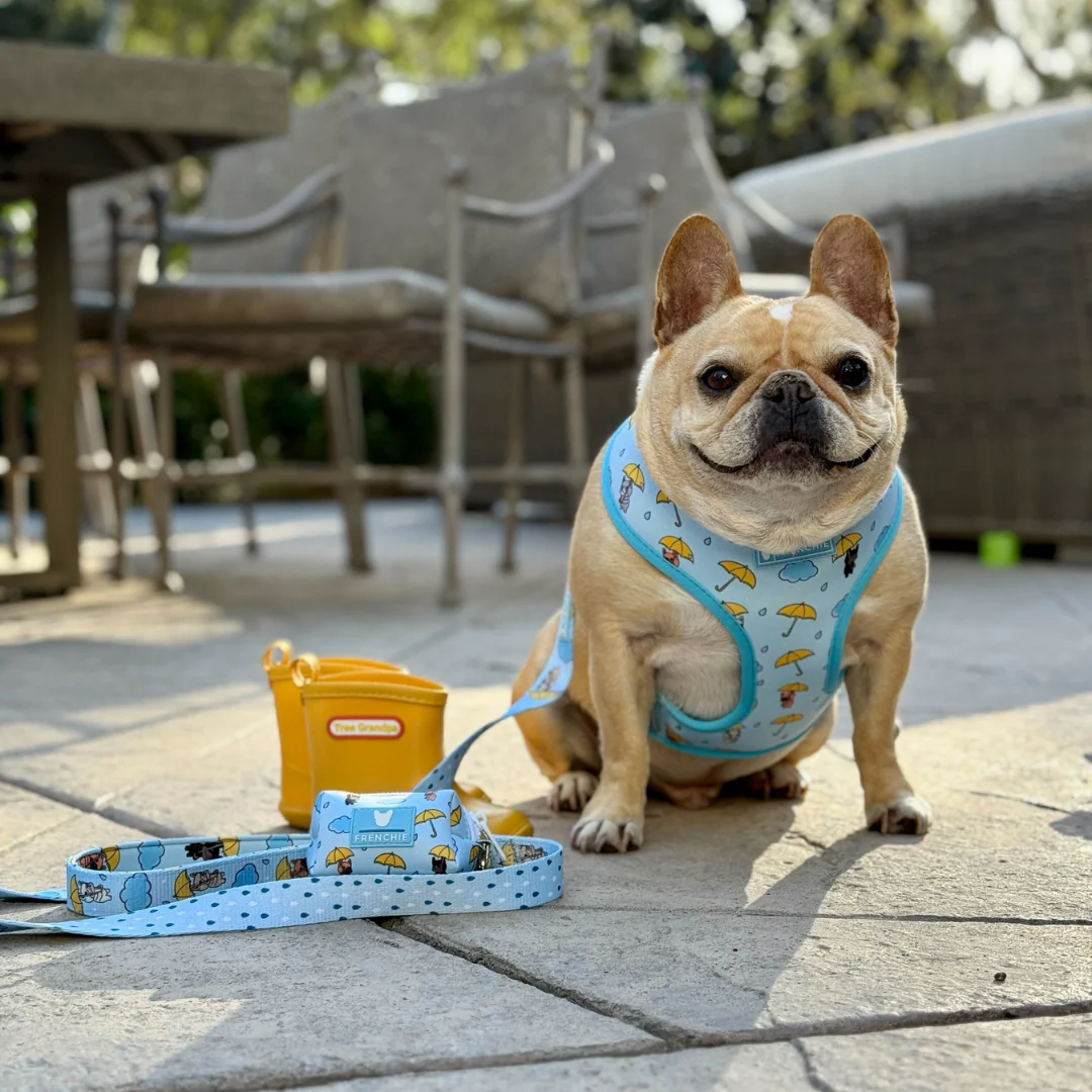 Frenchie Comfort Leash - Its Raining Frenchies - Image 4