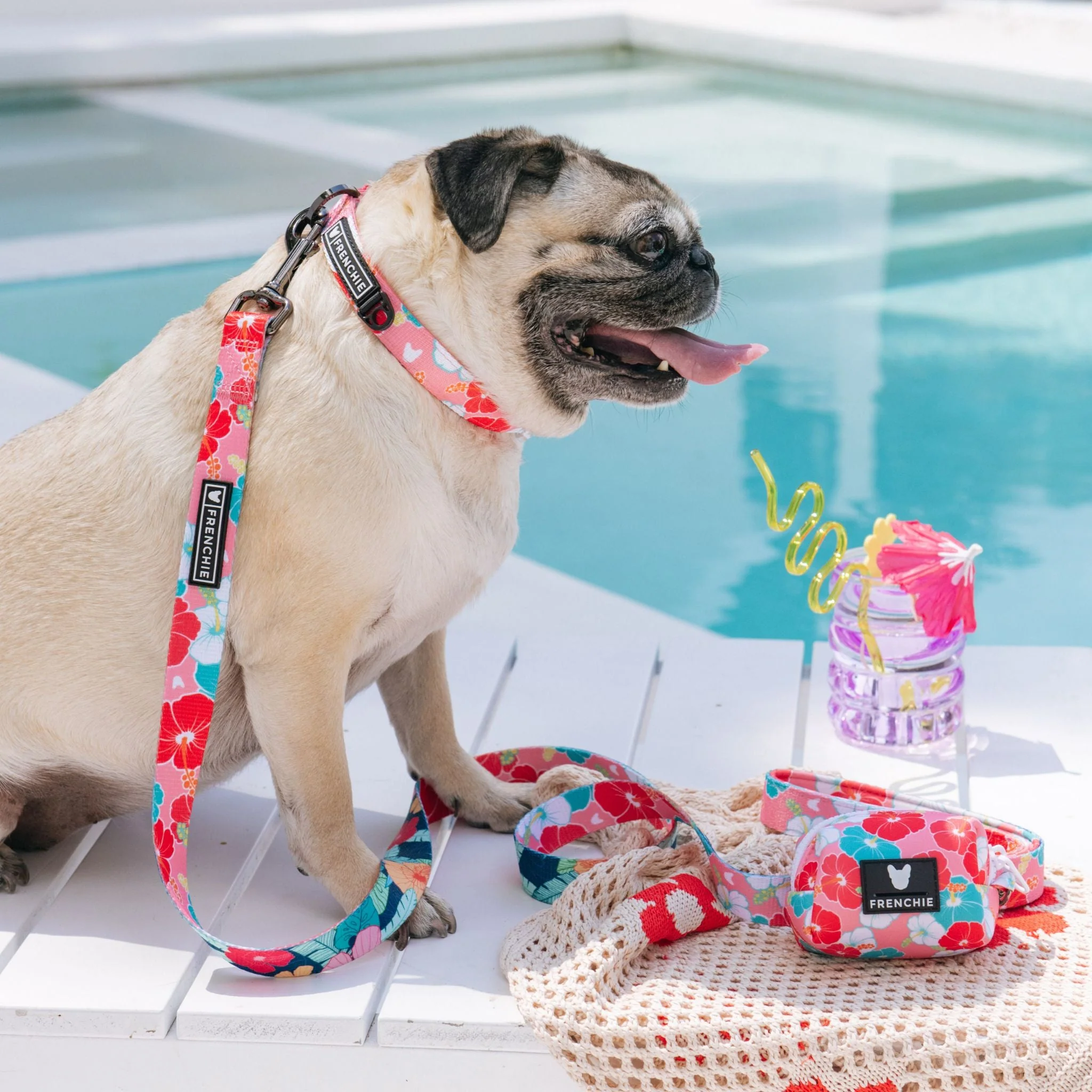 Frenchie Comfort Leash - Paradise - Image 6