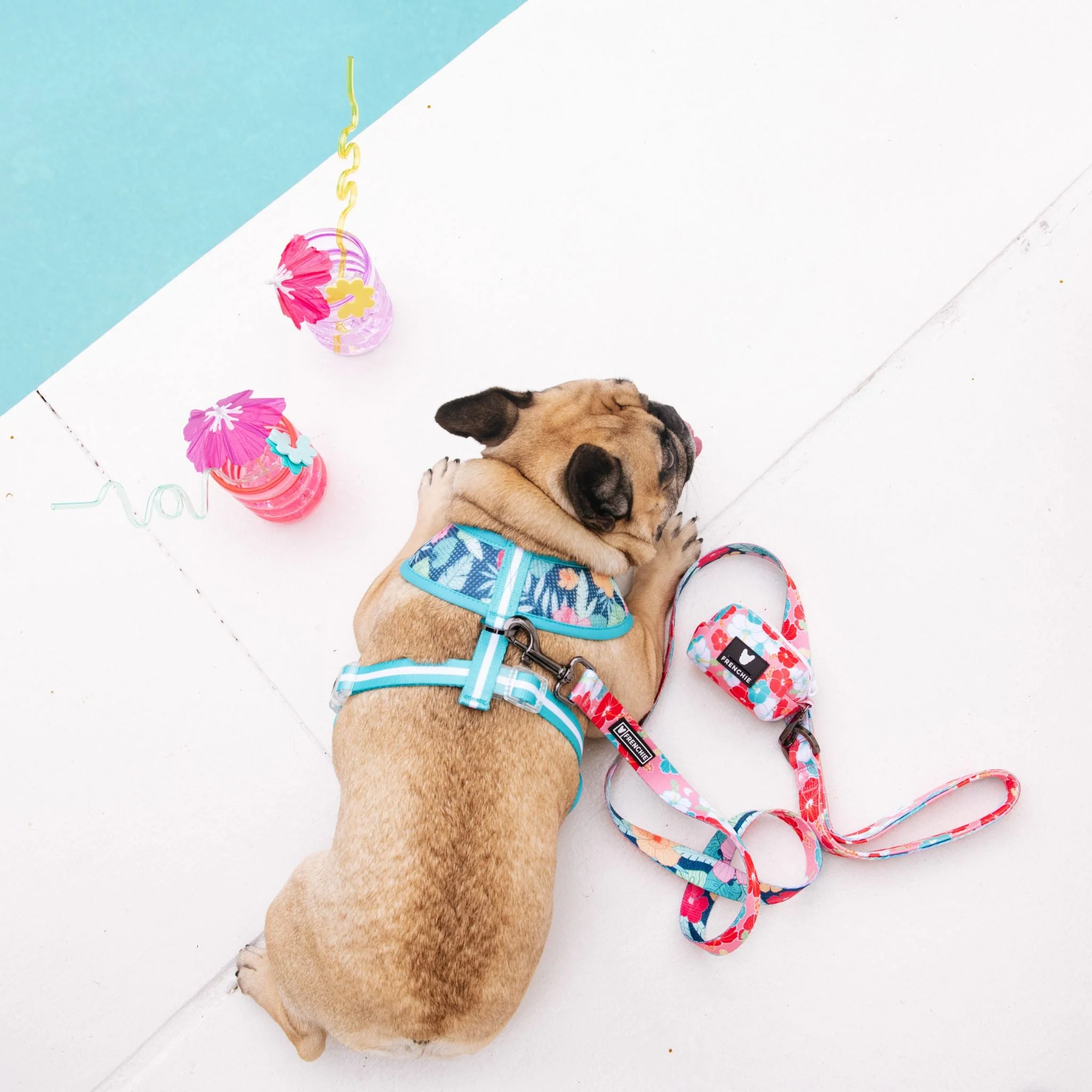 Frenchie Comfort Leash - Paradise - Image 9