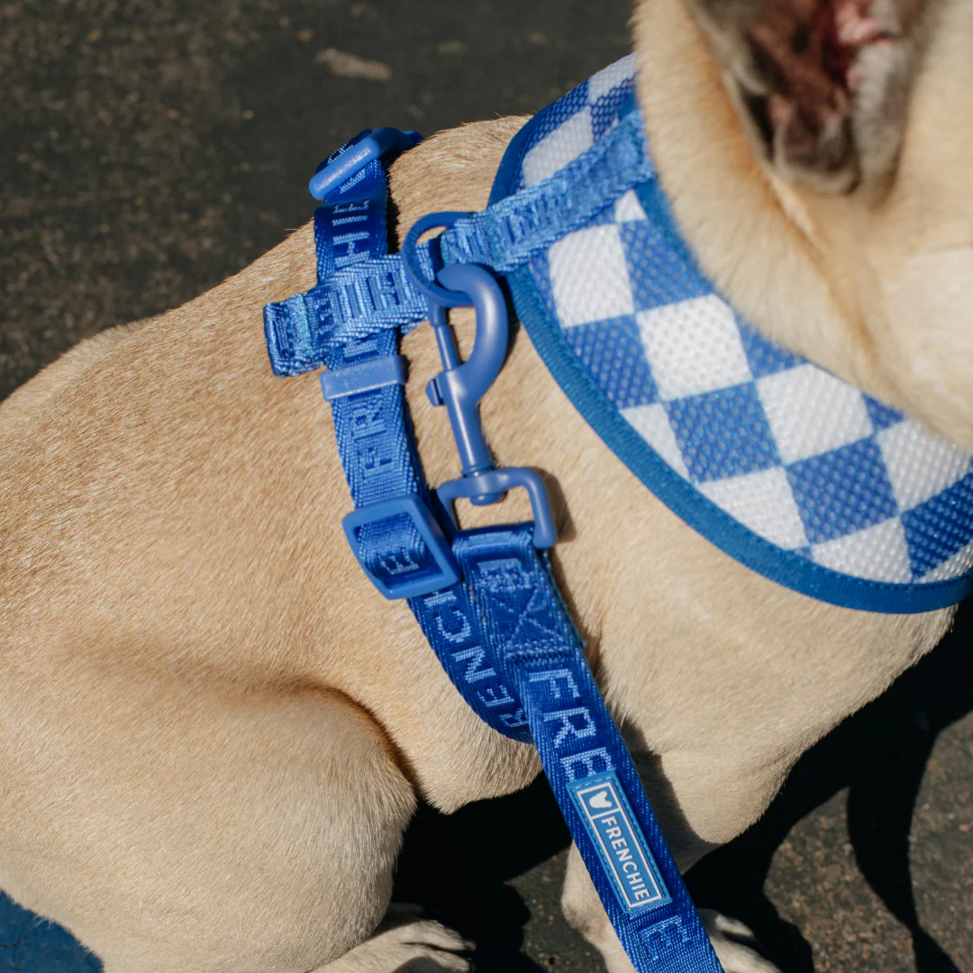 Frenchie Comfort Leash - Royal Blue - Image 3