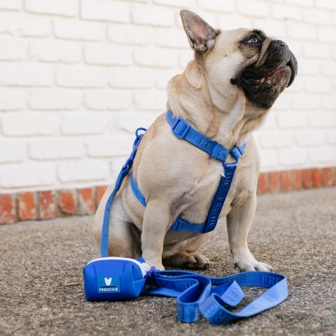 Frenchie Comfort Leash - Royal Blue - Image 4