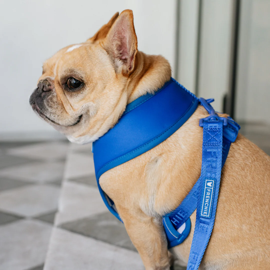 Frenchie Comfort Leash - Royal Blue - Image 5