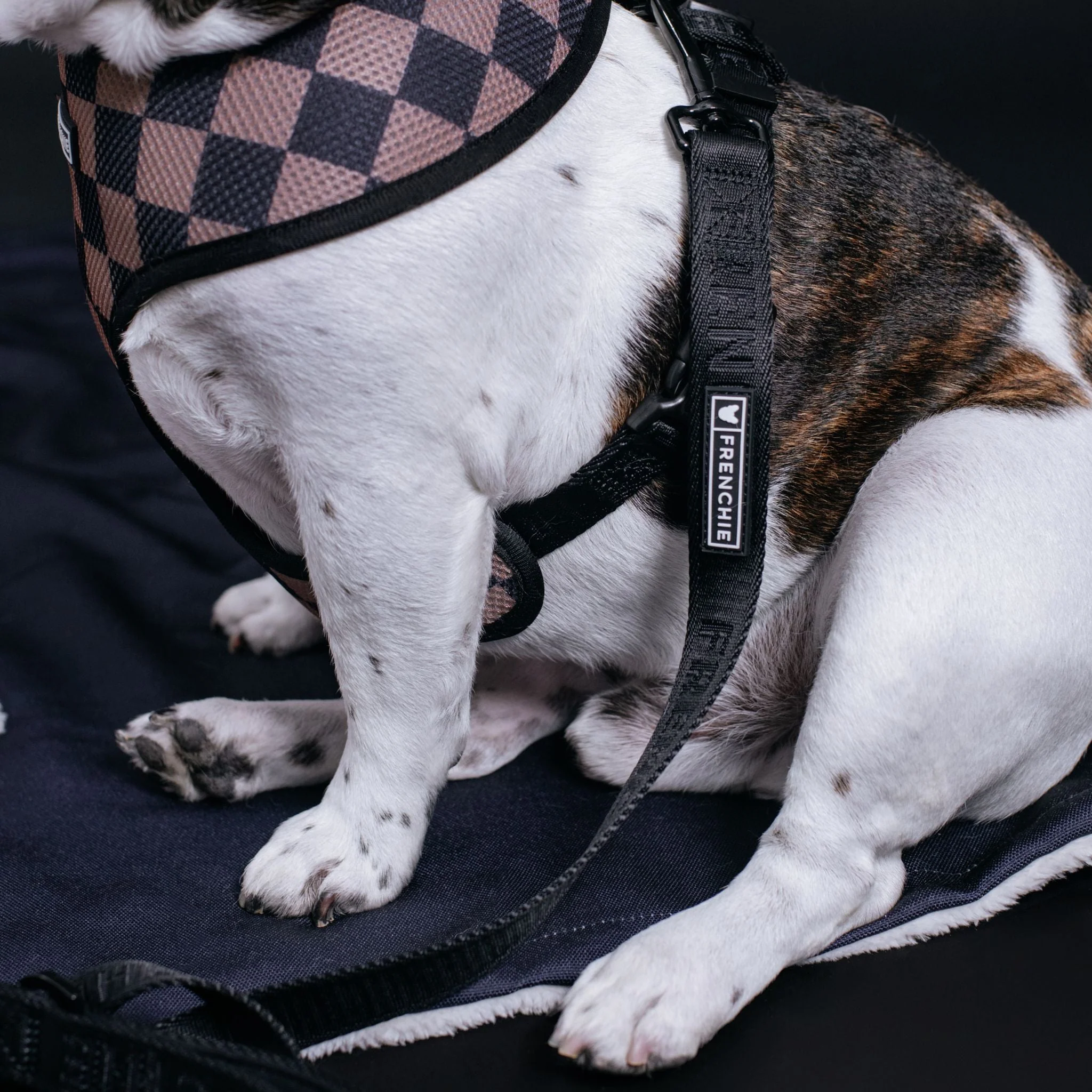 Frenchie Comfort Leash - Solid Black - Image 2