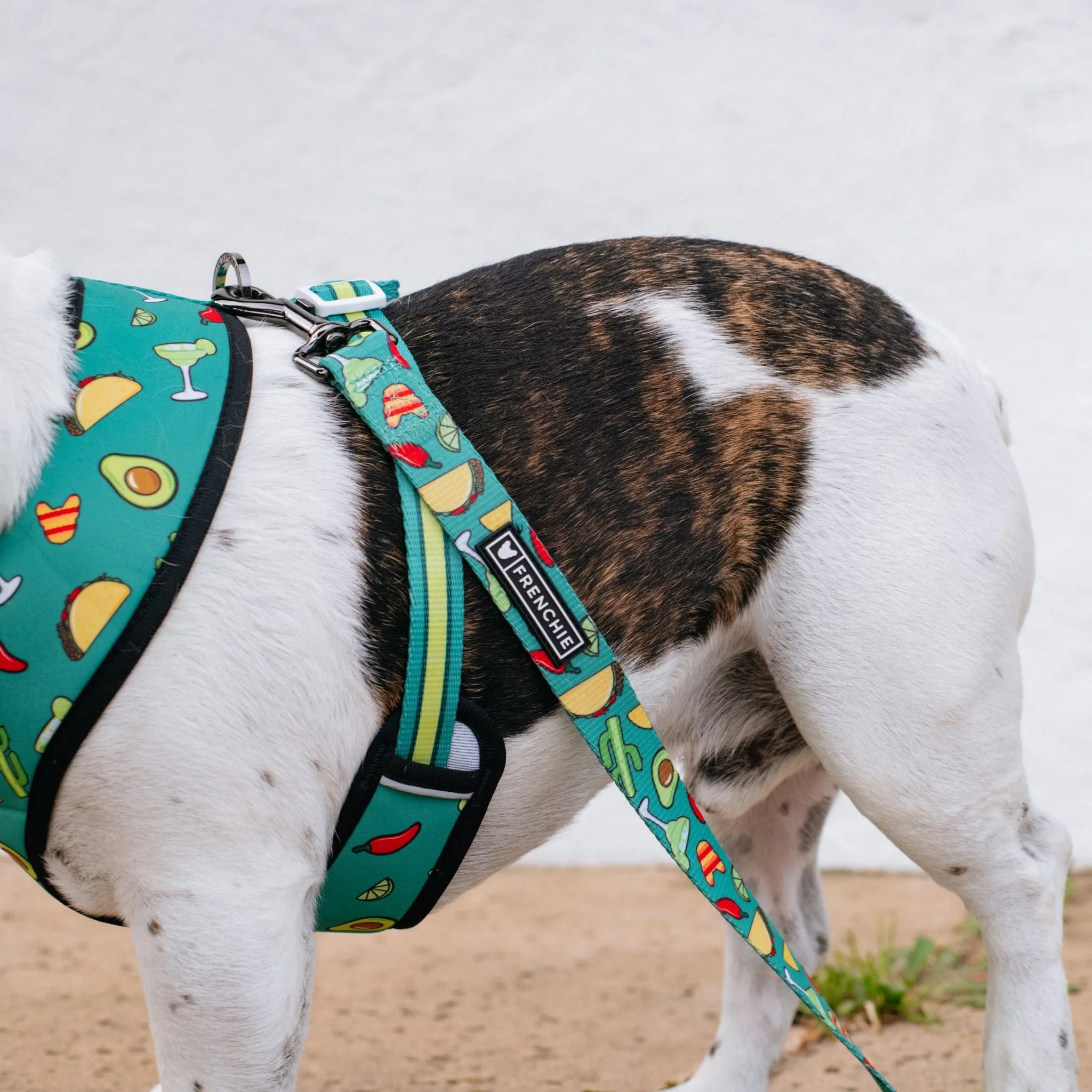 Frenchie Comfort Leash - Taco Tuesday (Green) - Image 2