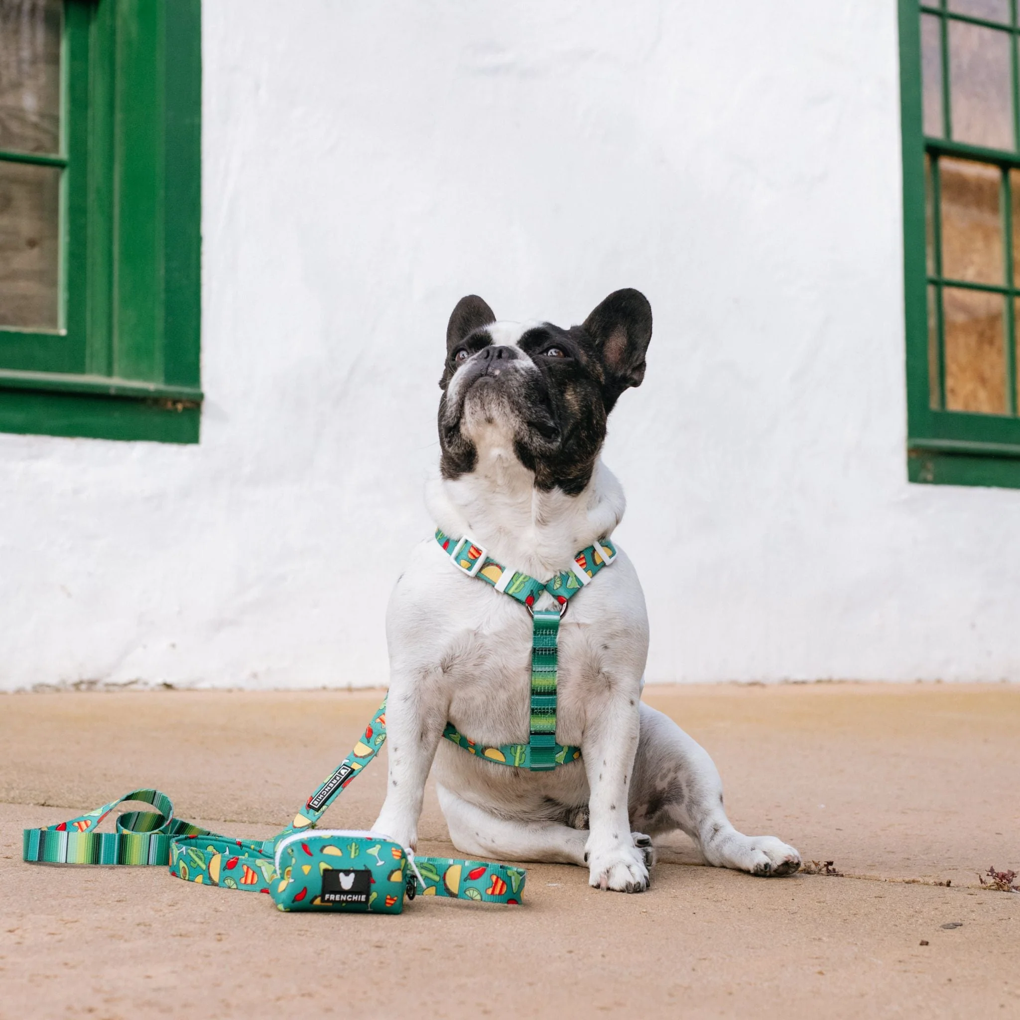 Frenchie Comfort Leash - Taco Tuesday (Green) - Image 6