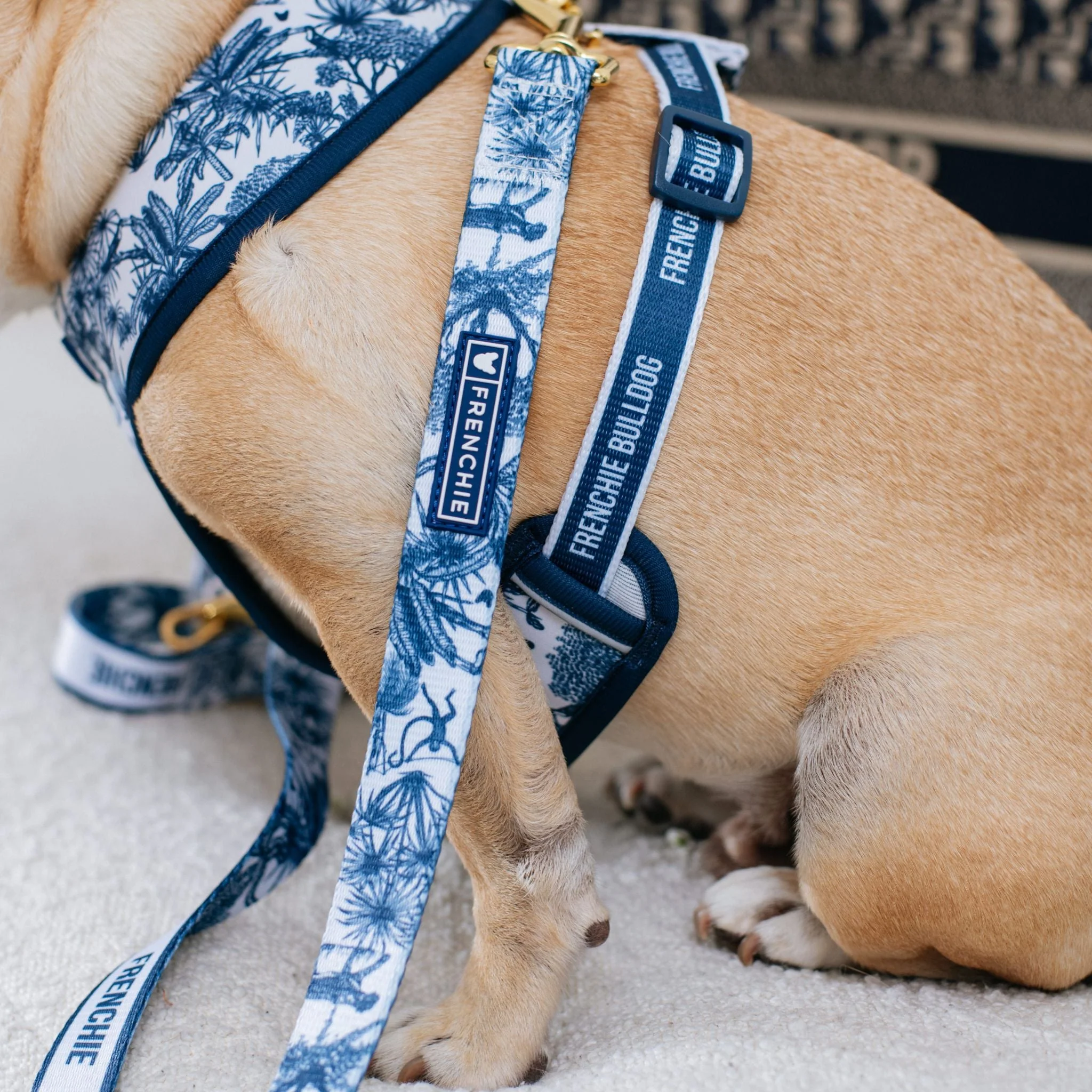 Frenchie Comfort Leash - Toile (Blue) - Image 5