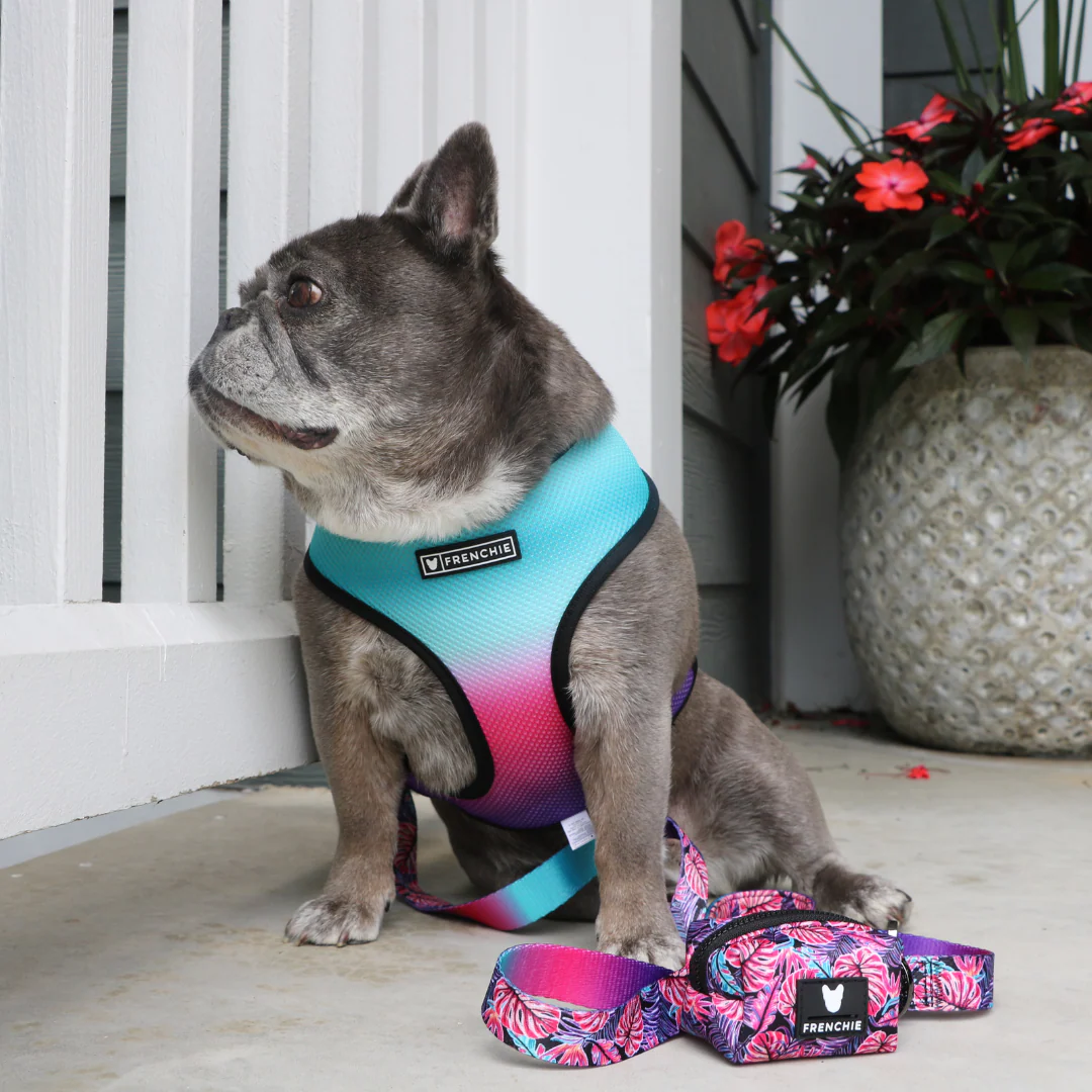 Frenchie Comfort Leash - Tropical Palms - Image 4