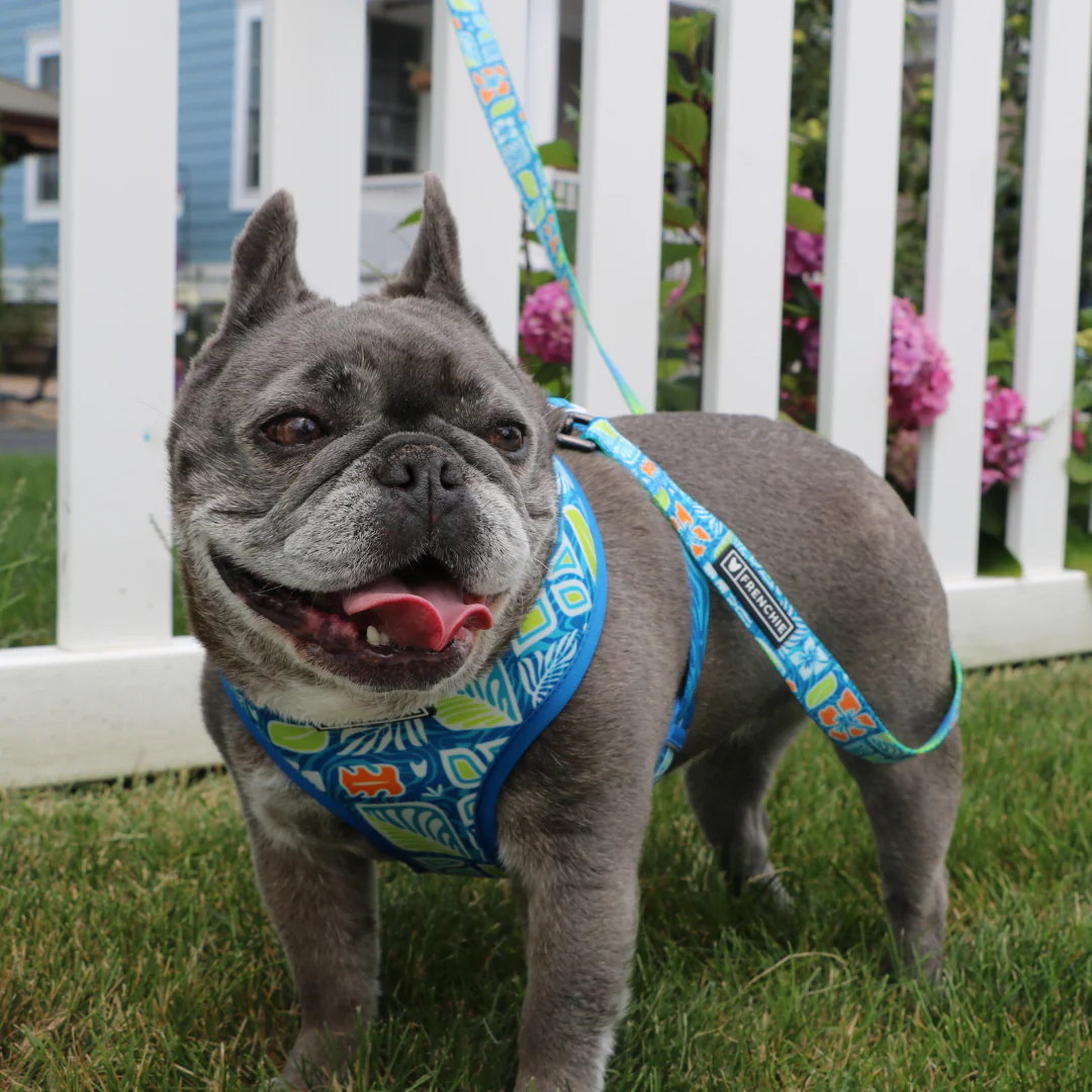 Frenchie Comfort Leash - Waikiki - Image 3