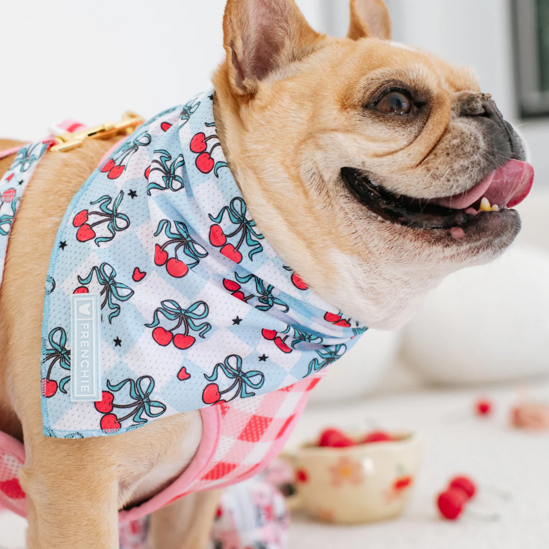 Frenchie Cooling Bandana - Cherries Blue - Image 2